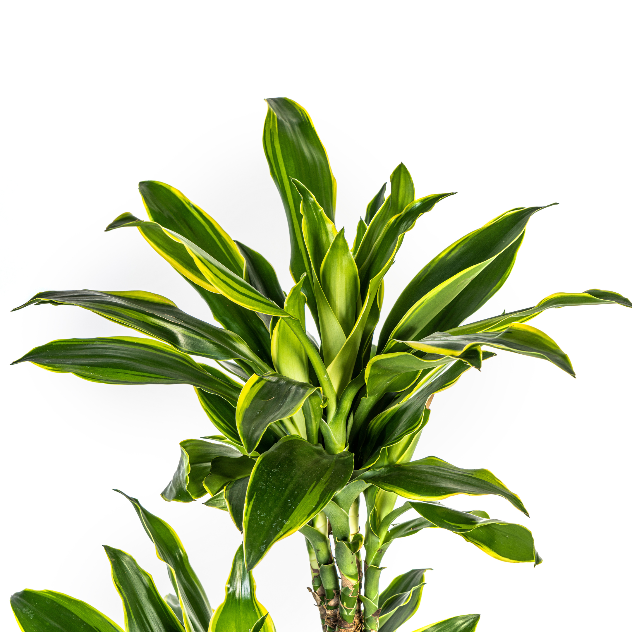 Drachenbaum Golden Coast – Ø24cm – 130-150cm Hoch