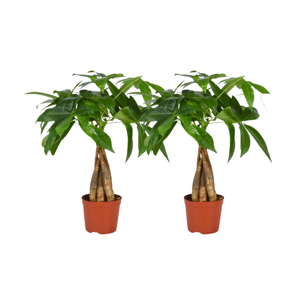 Pachira Aquatica Geflochtener Stamm – 2er Set – Ø12cm – ↕35cm