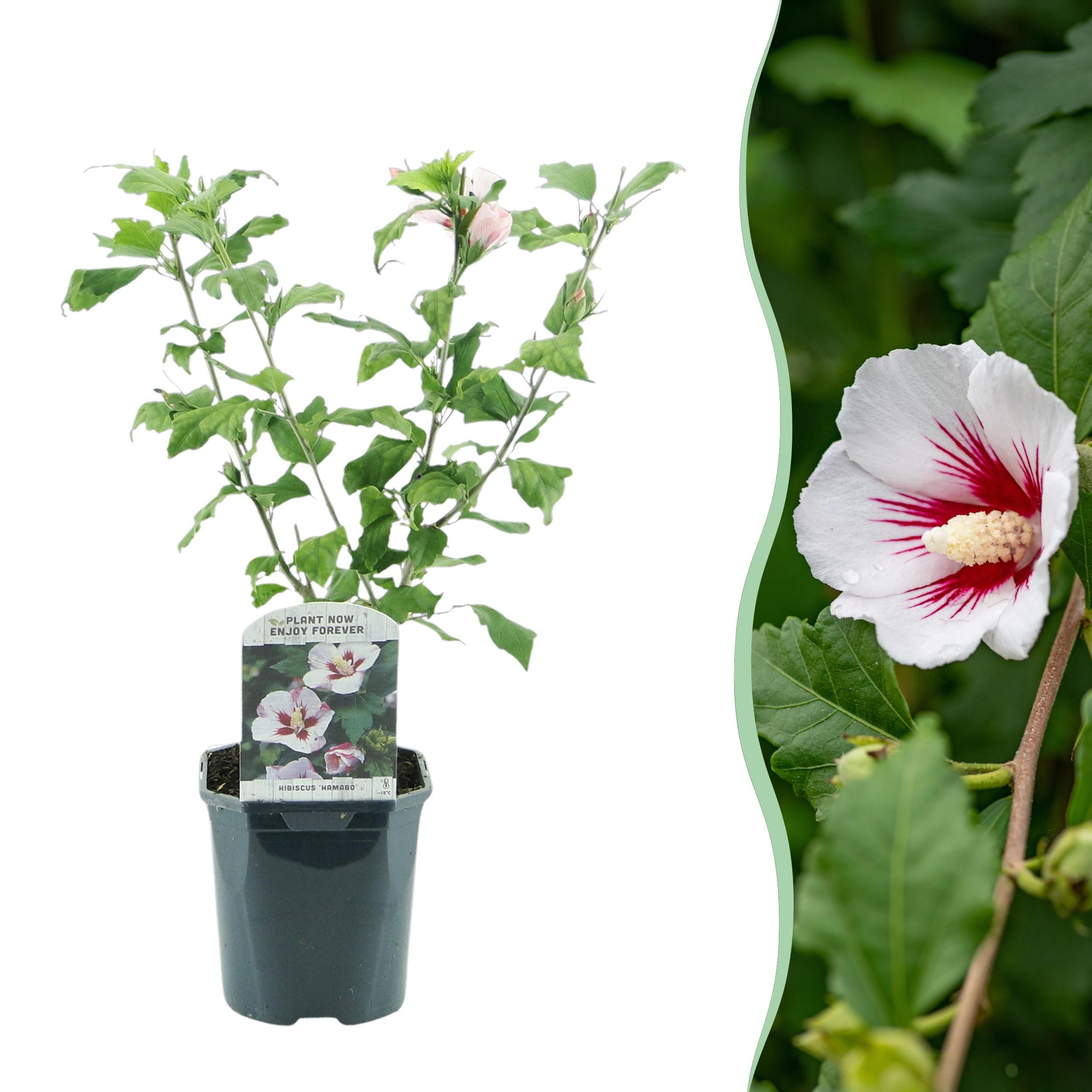 Hibiscus syriacus Hamabo Strauch | Hellrosa Blüten | Pflegeleicht | 1 Pflanze