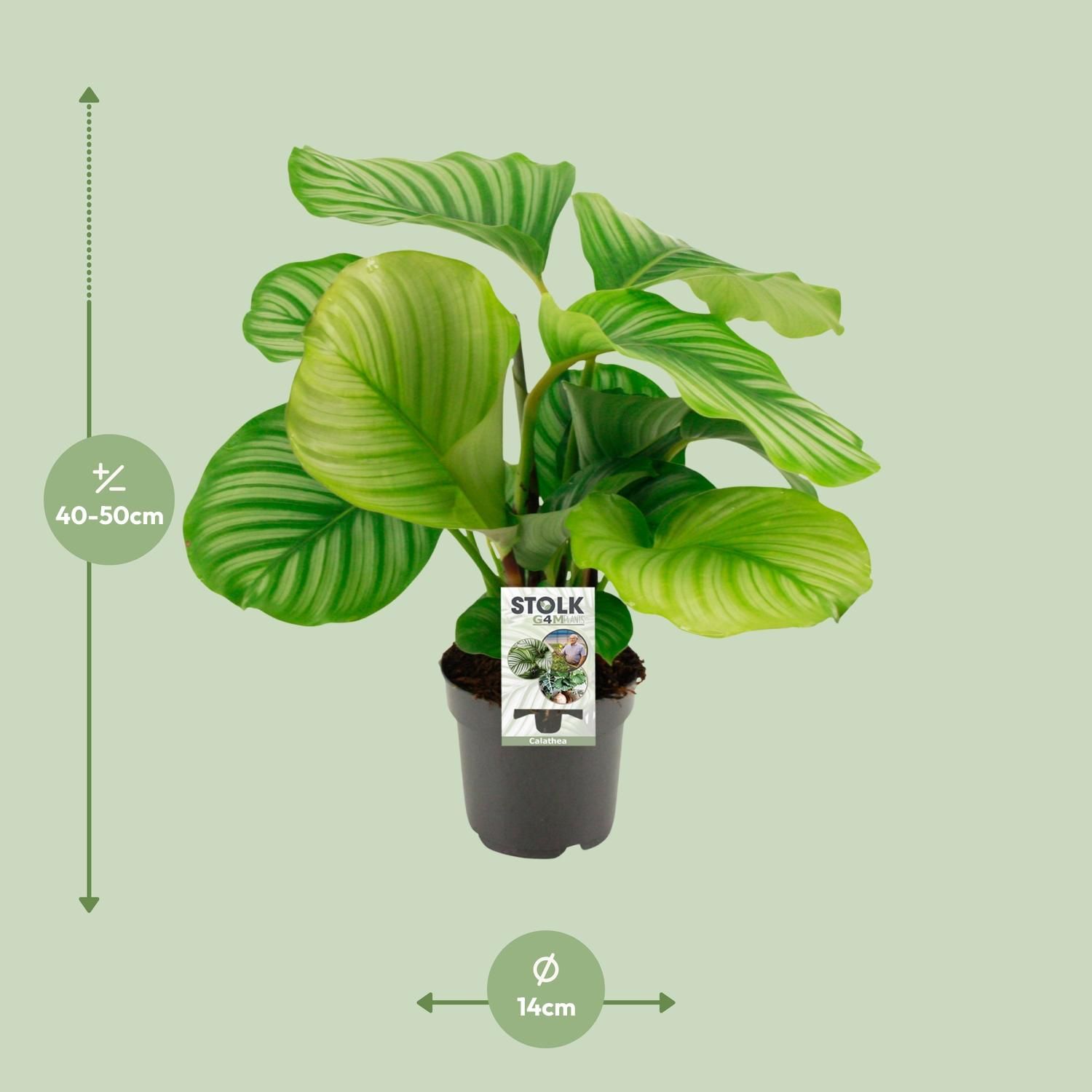 Calathea Orbifolia Zimmerpflanze mit prächtigen Blättern