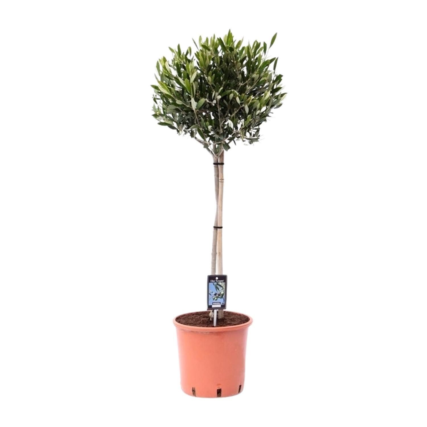 Gewöhnliche Olive Olea - Mediterraner Olivenbaum für Garten und Terrasse