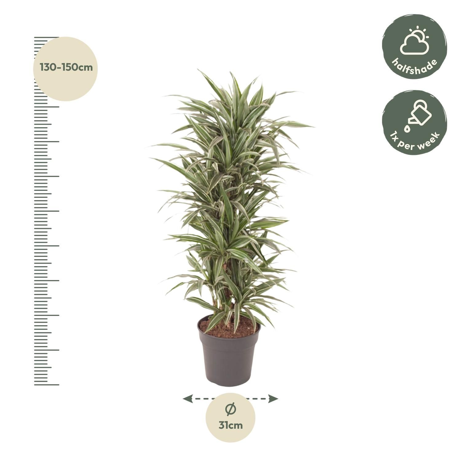 Dracaena Warneckei eleganter Zimmerpflanze