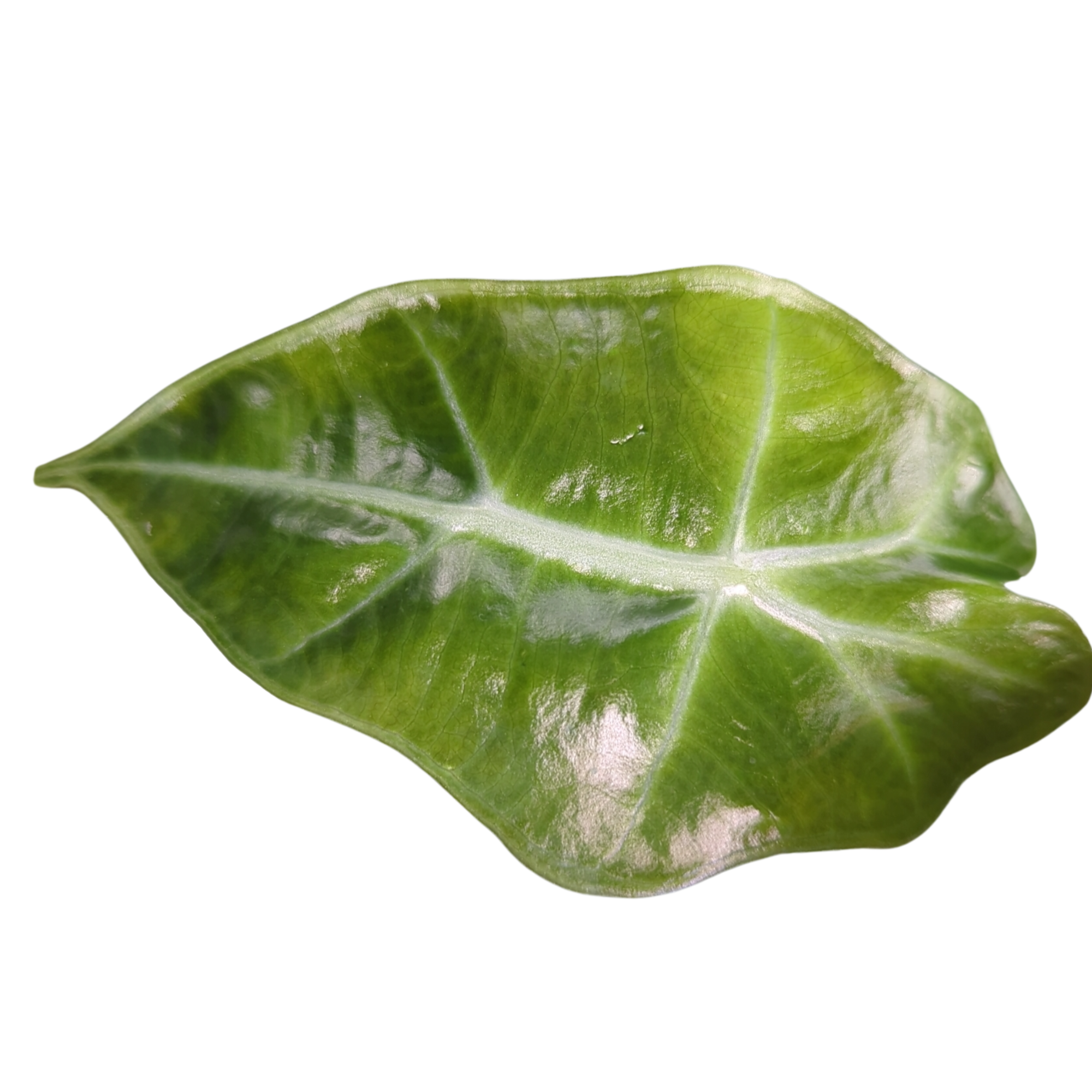 Alocasia sanderiana Dwarf Amazonica + selbstbewässernder Übertopf