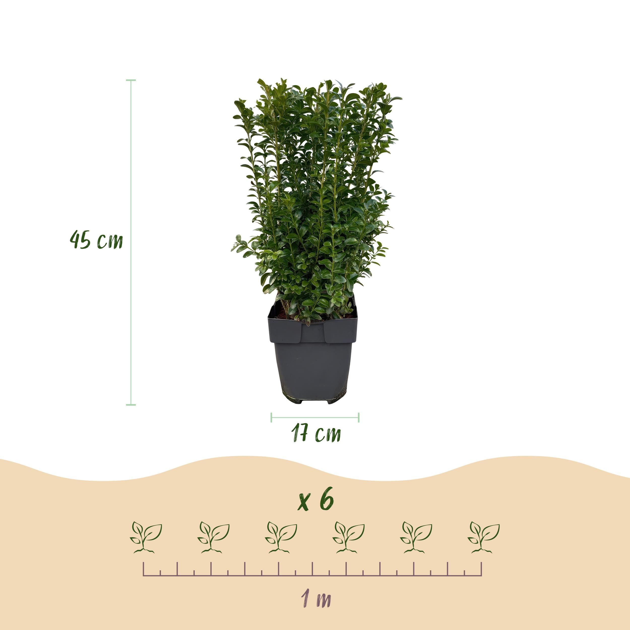 Buxus sempervirens Set – immergrün | 6 Pflanzen für 1 Meter Hecke