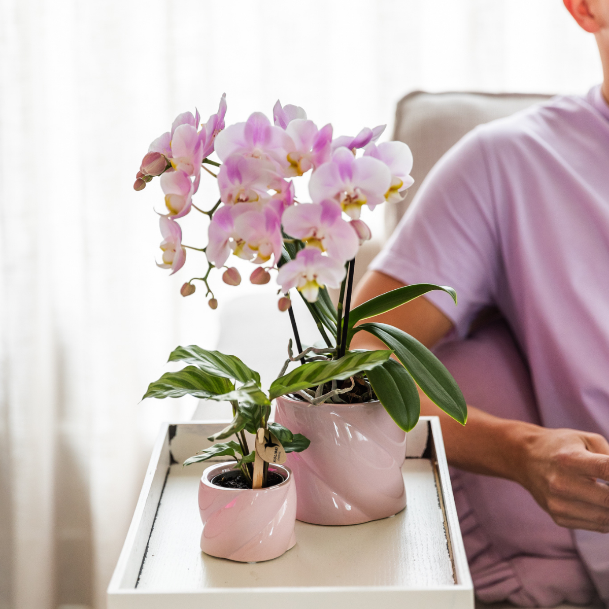 Calathea – Grüne Zimmerpflanze – Ø6cm