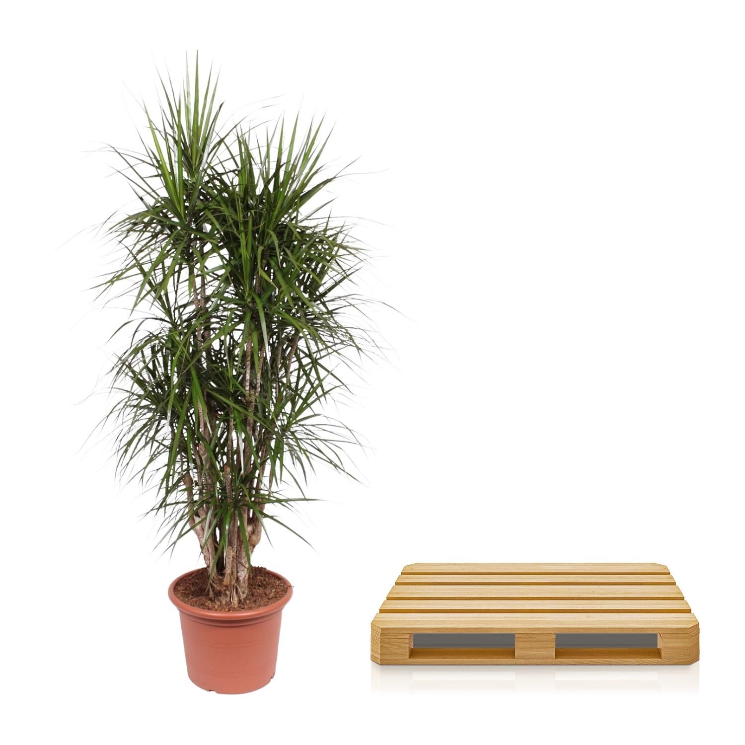 Dracaena Marginata verzweigt in großem Topf