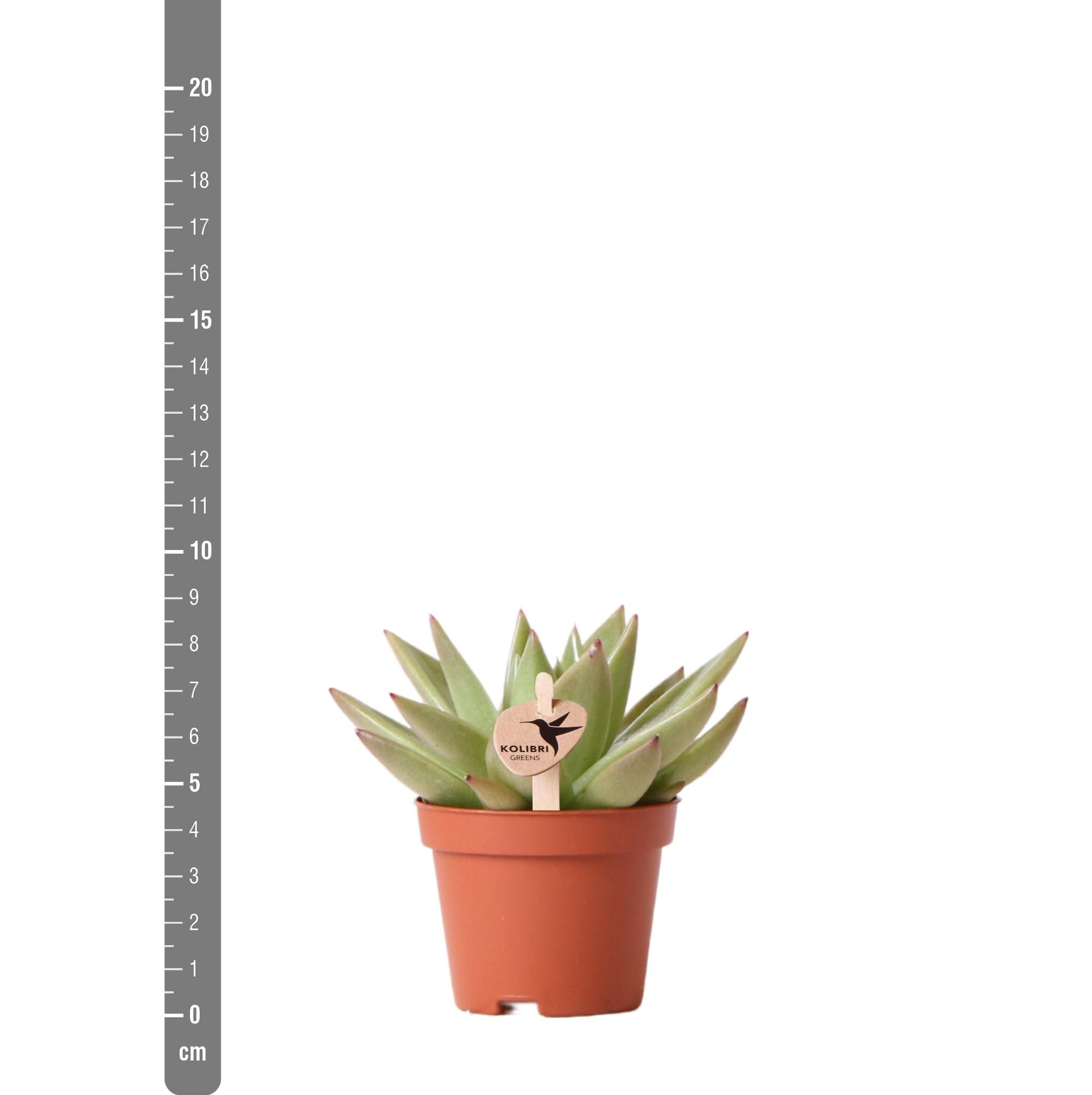 Echeveria Miranda Sukkulente Zimmerpflanze