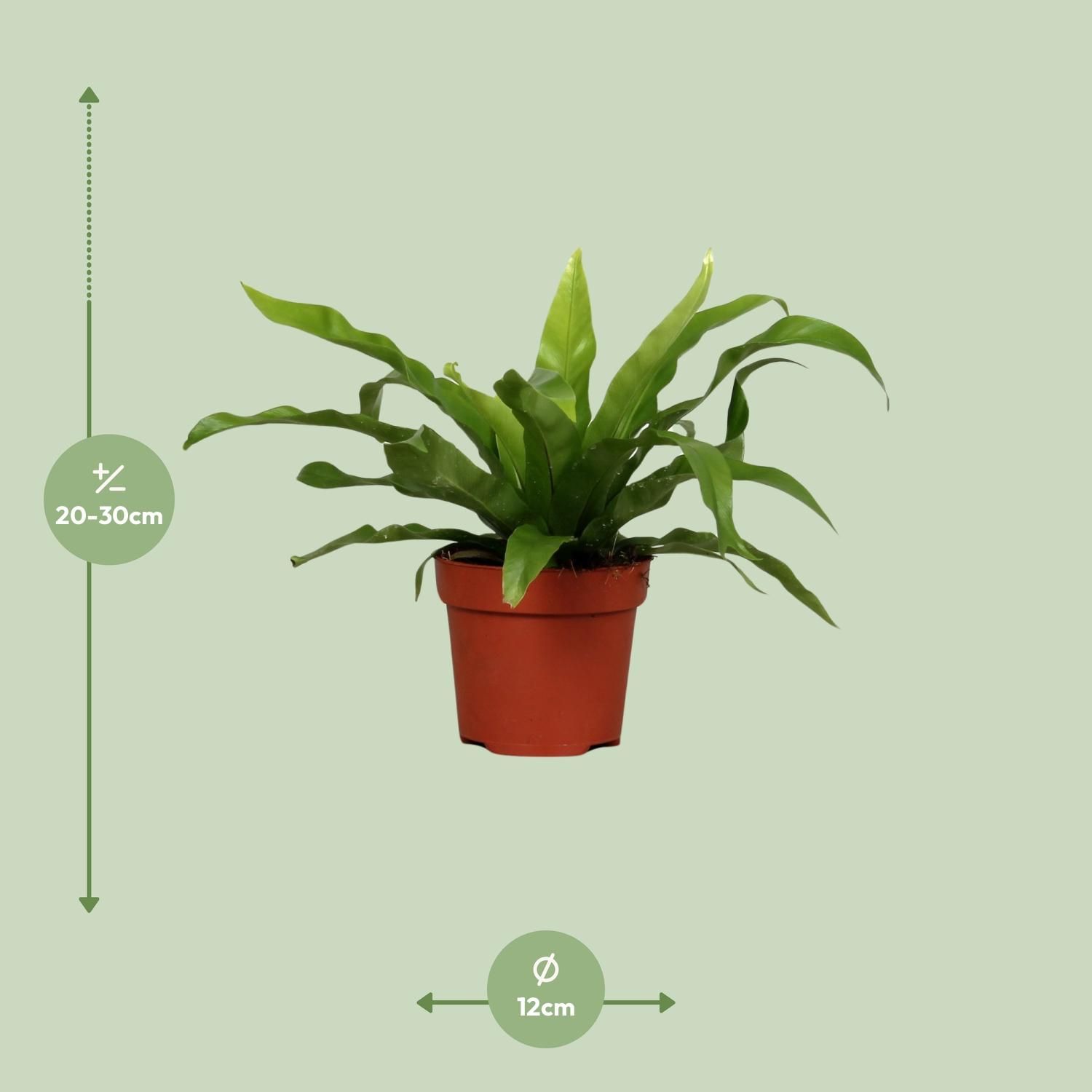 Asplenium Antiquum - Eleganter Zimmerfarn
