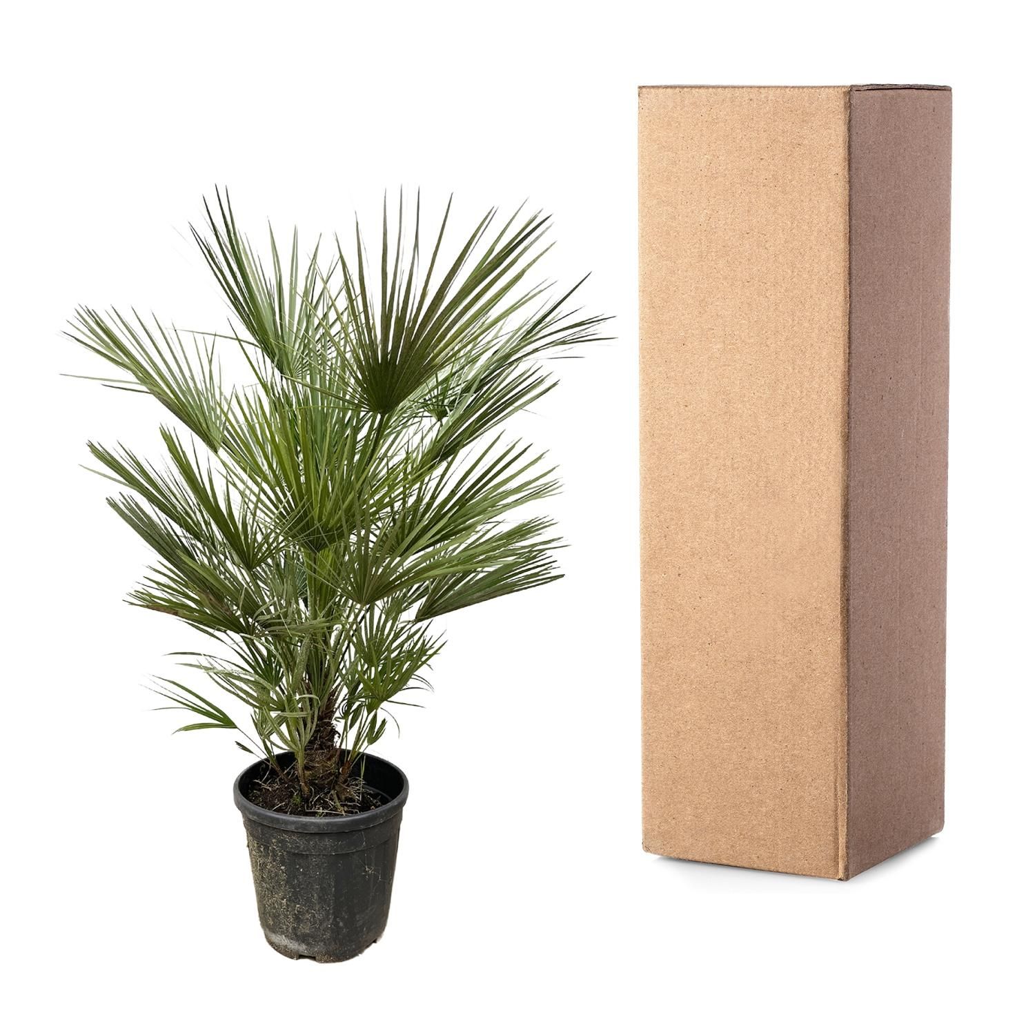 Europäische Zwergpalme Chamaerops Humilis
