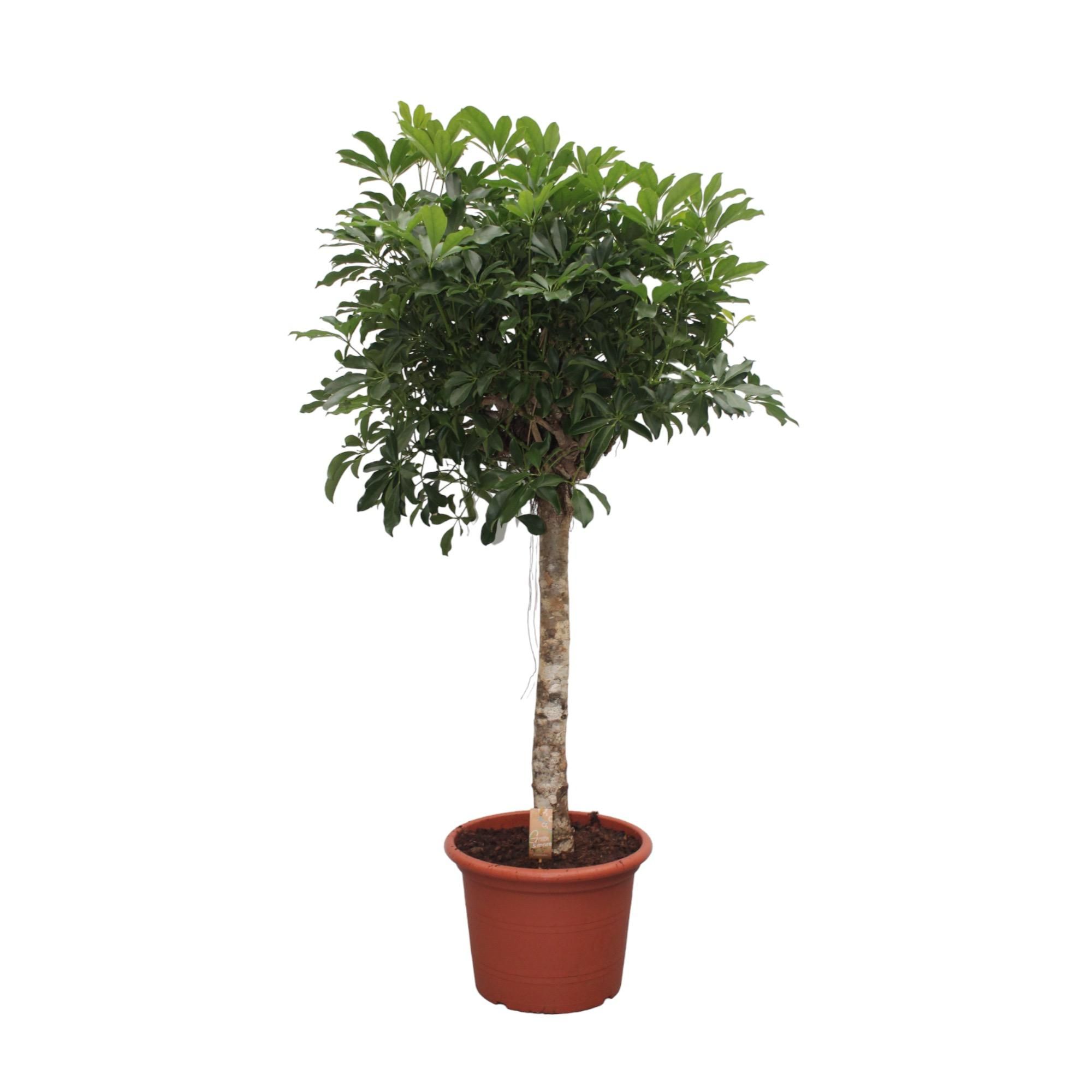 Schefflera Arboricola Compacta Zimmerpflanze