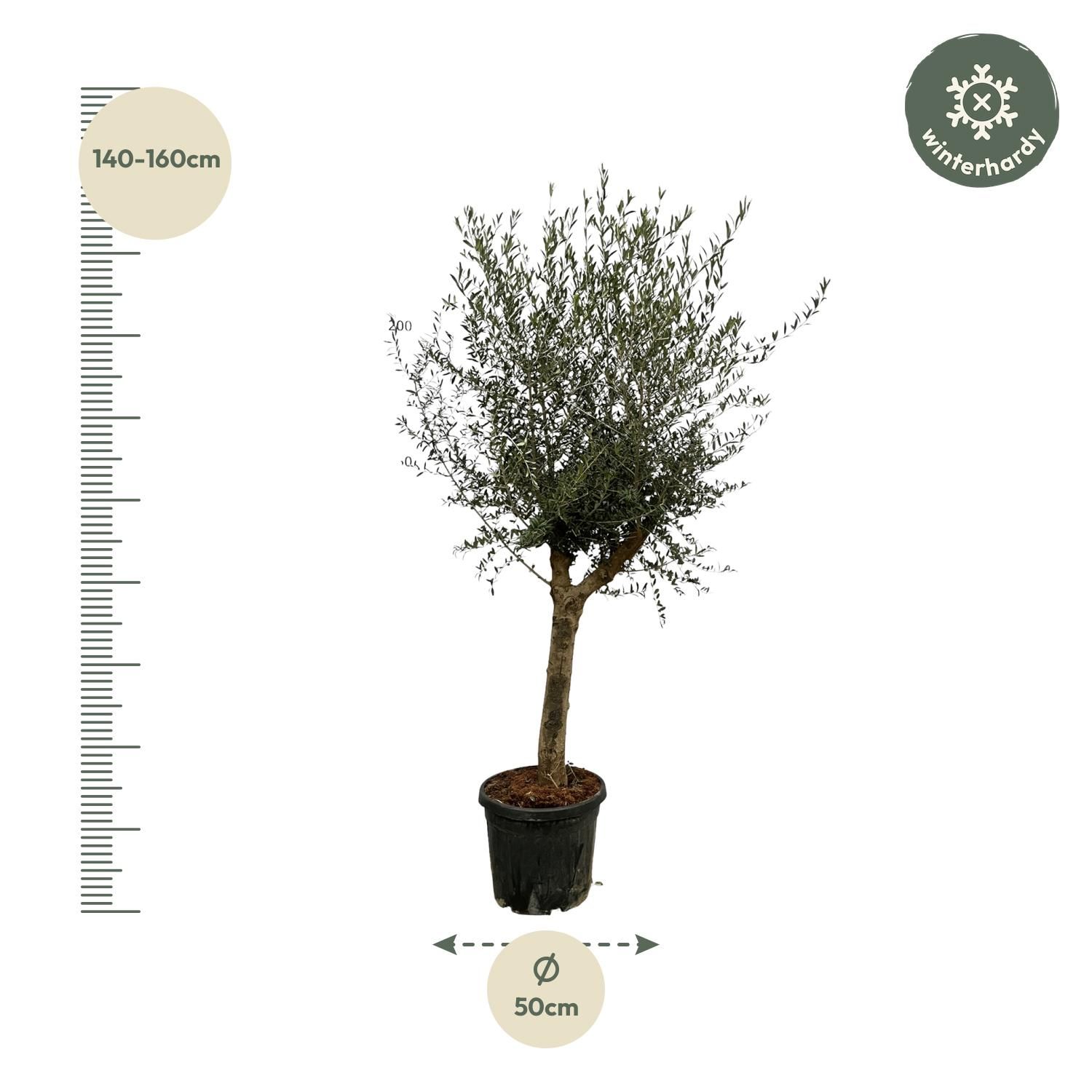 Olivenbaum Olea Lorc natürlicher Schmuck