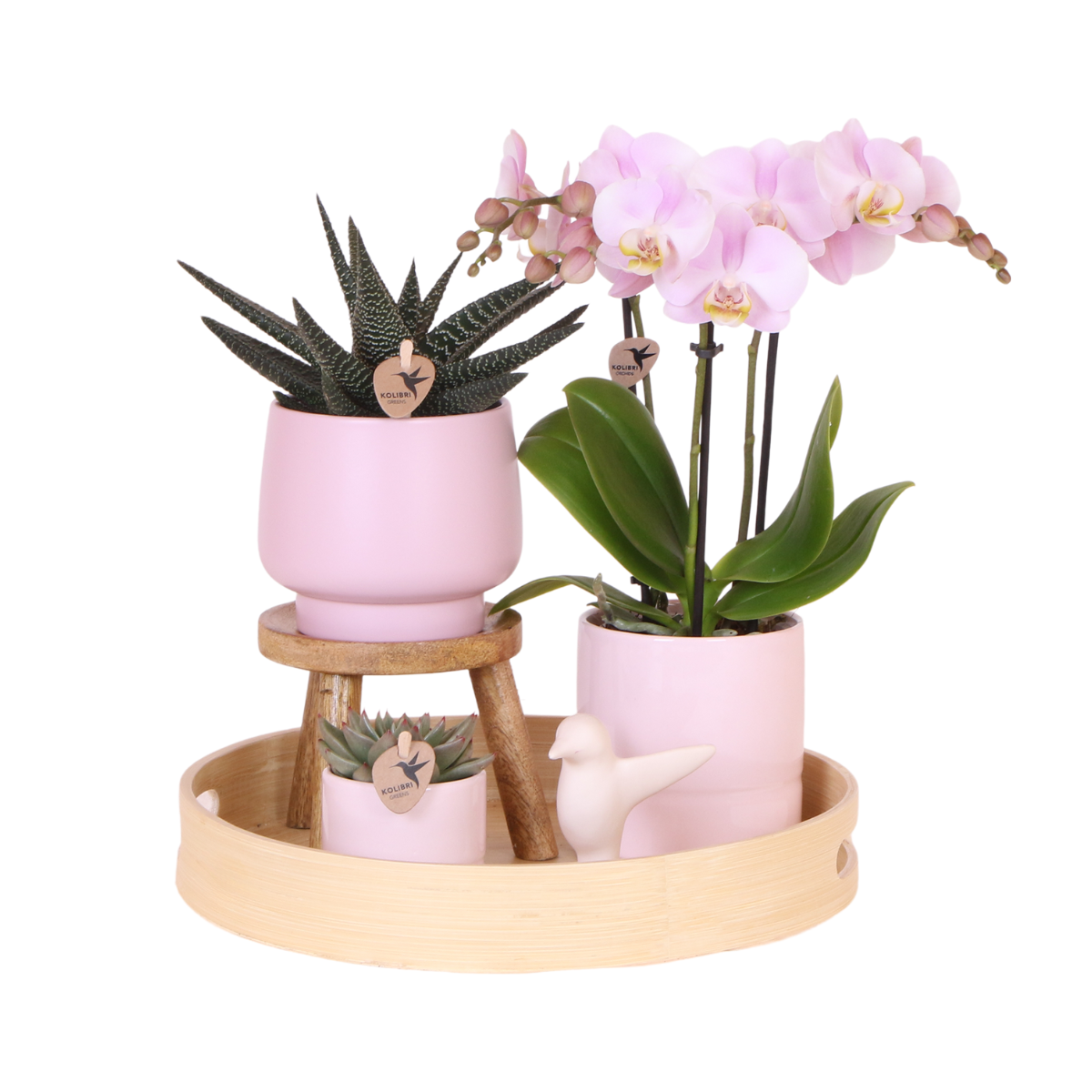Geschenkset Ostern Groß | Grüne Pflanze | Rosa Phalaenopsis Orchidee | Simplicity Übertöpfe