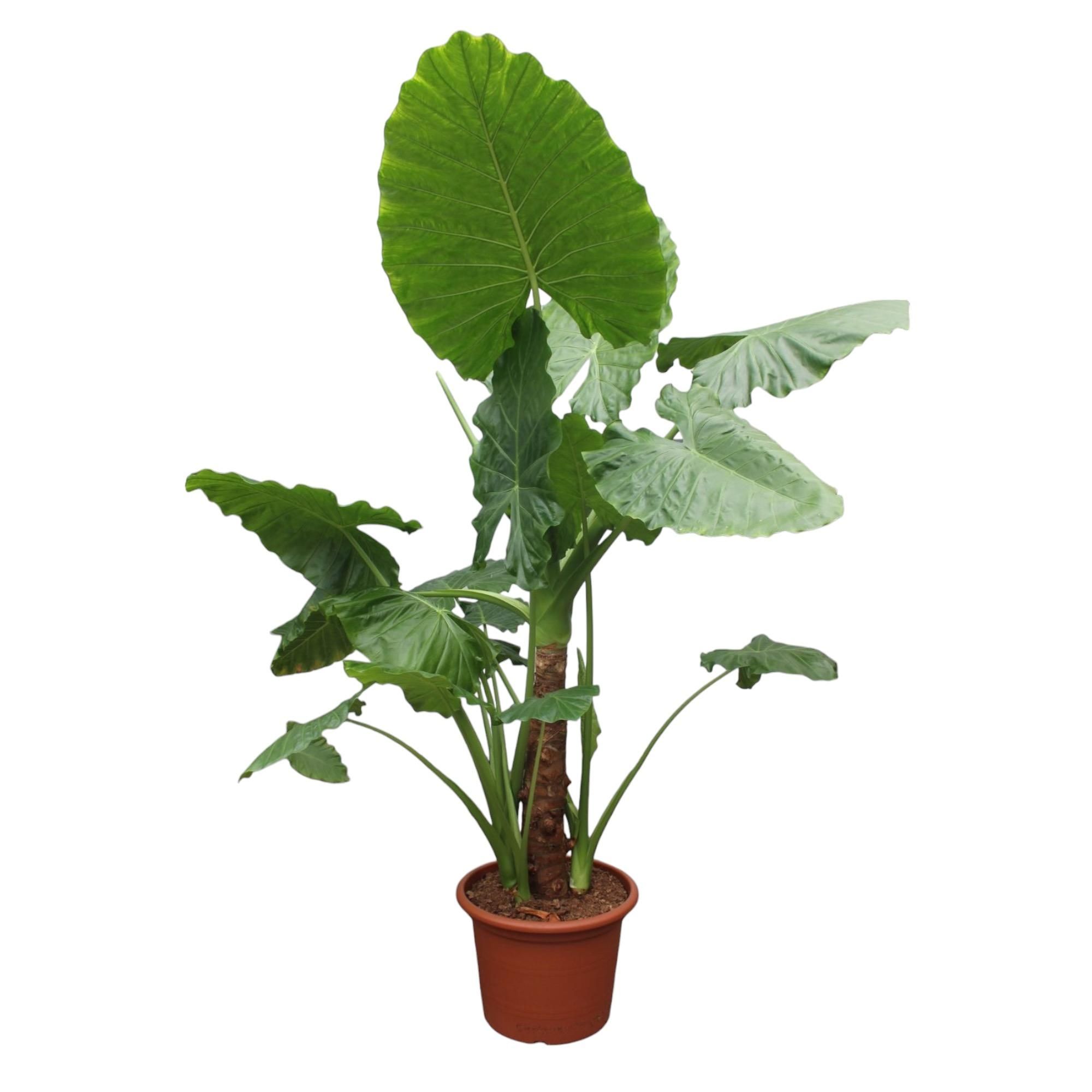 Alocasia Macrorrhiza Tropische Zimmerpflanze
