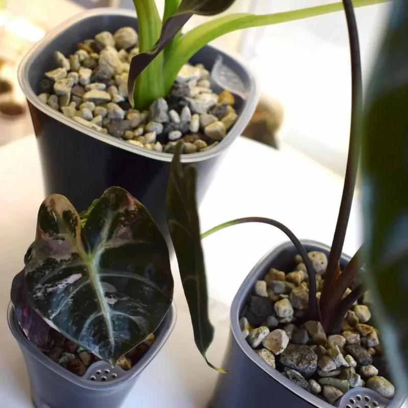 Self-watering pot with transparent insert for root control (planter colour:white, pot diameter in cm:9.5, height in cm:9.5)