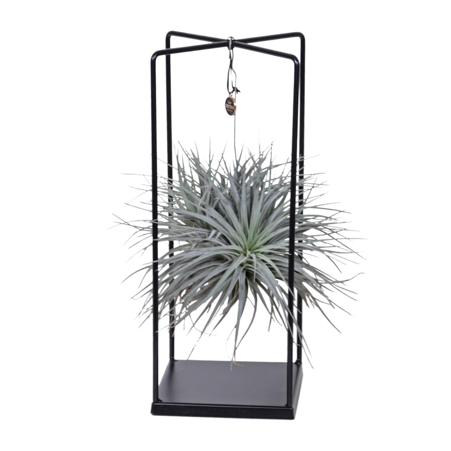 Tillandsia Luftpflanze Mix