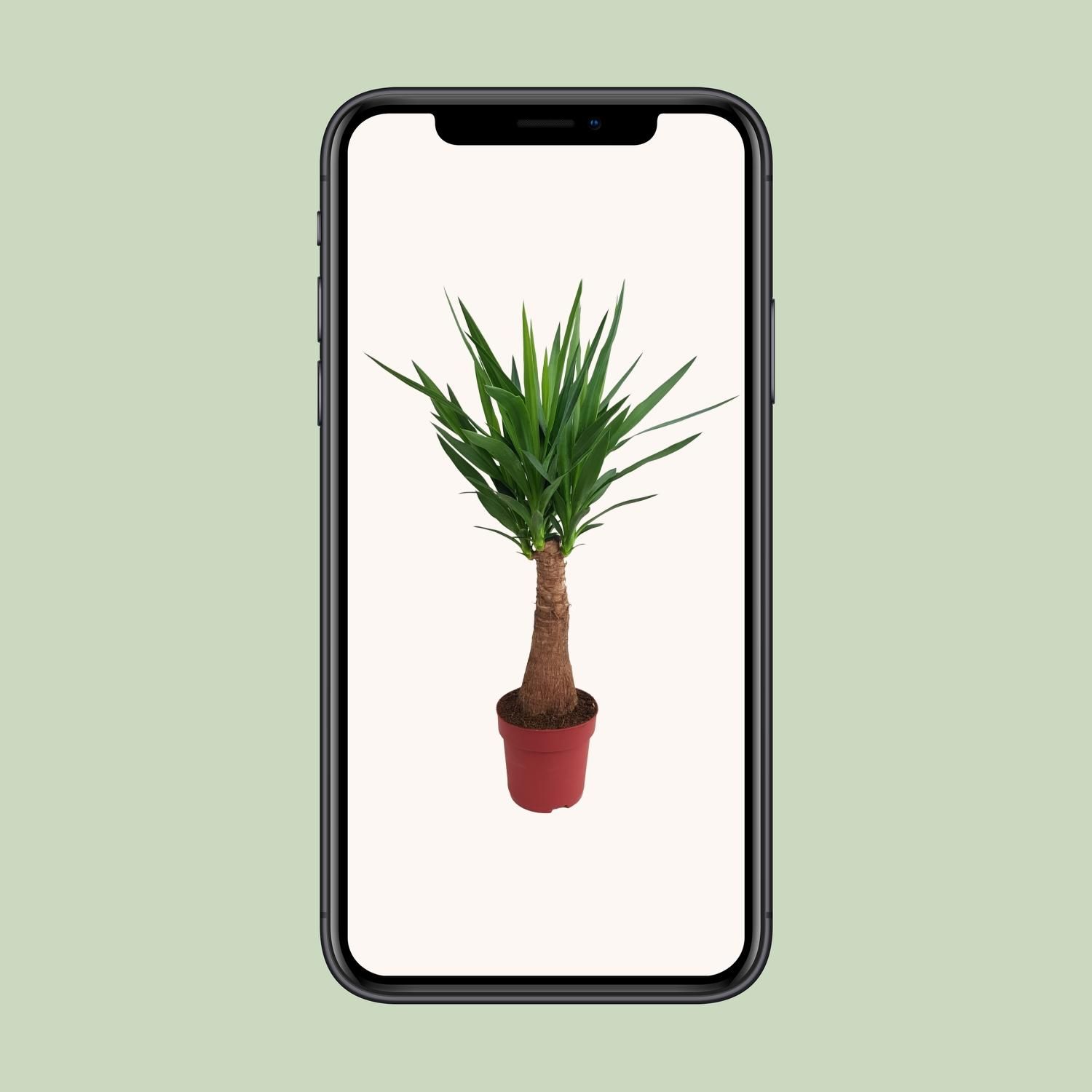 Yucca Maya Tree Zimmerpflanze