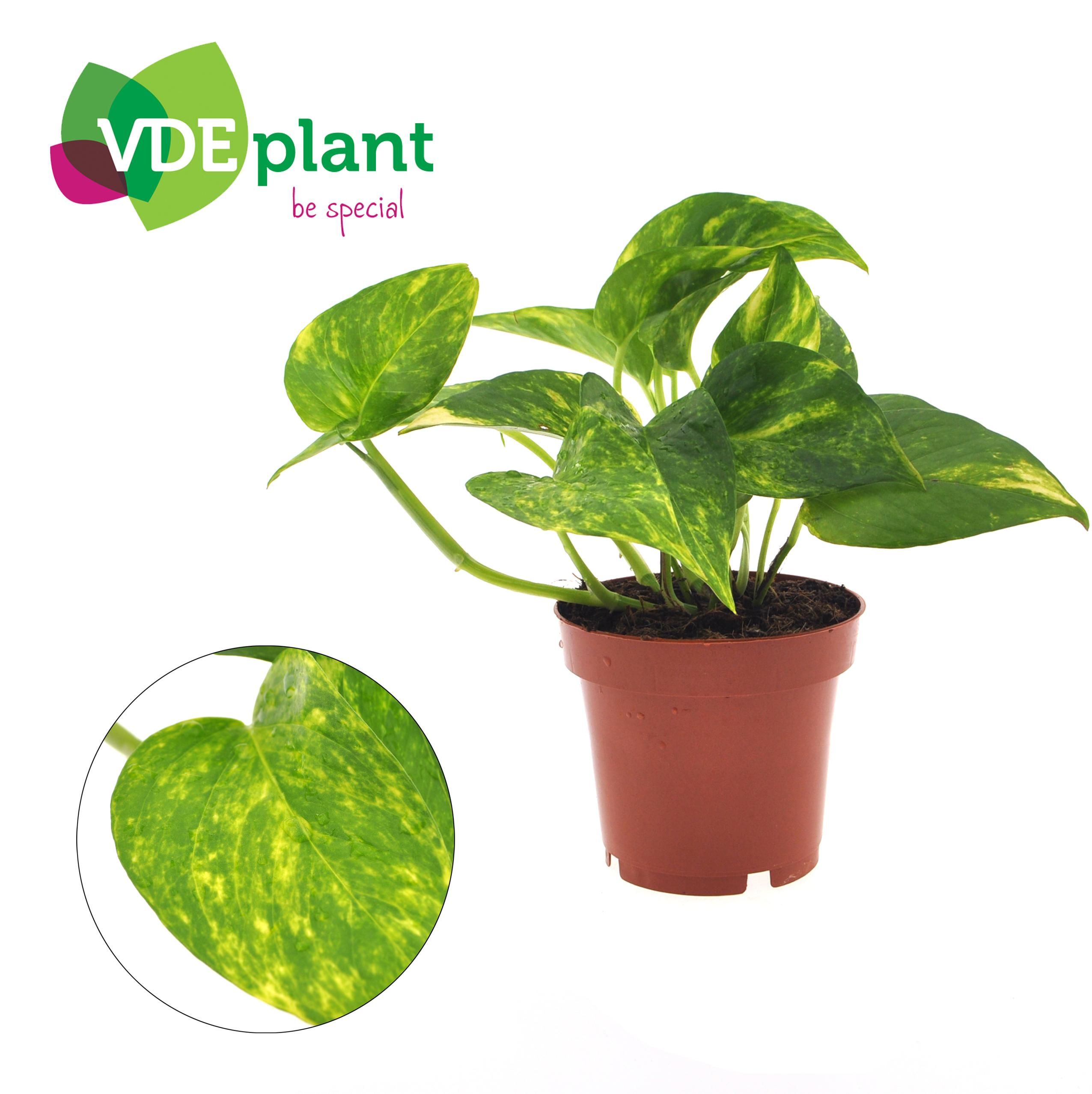 Clusia Hydroponie Pflanze in Glas mit LED