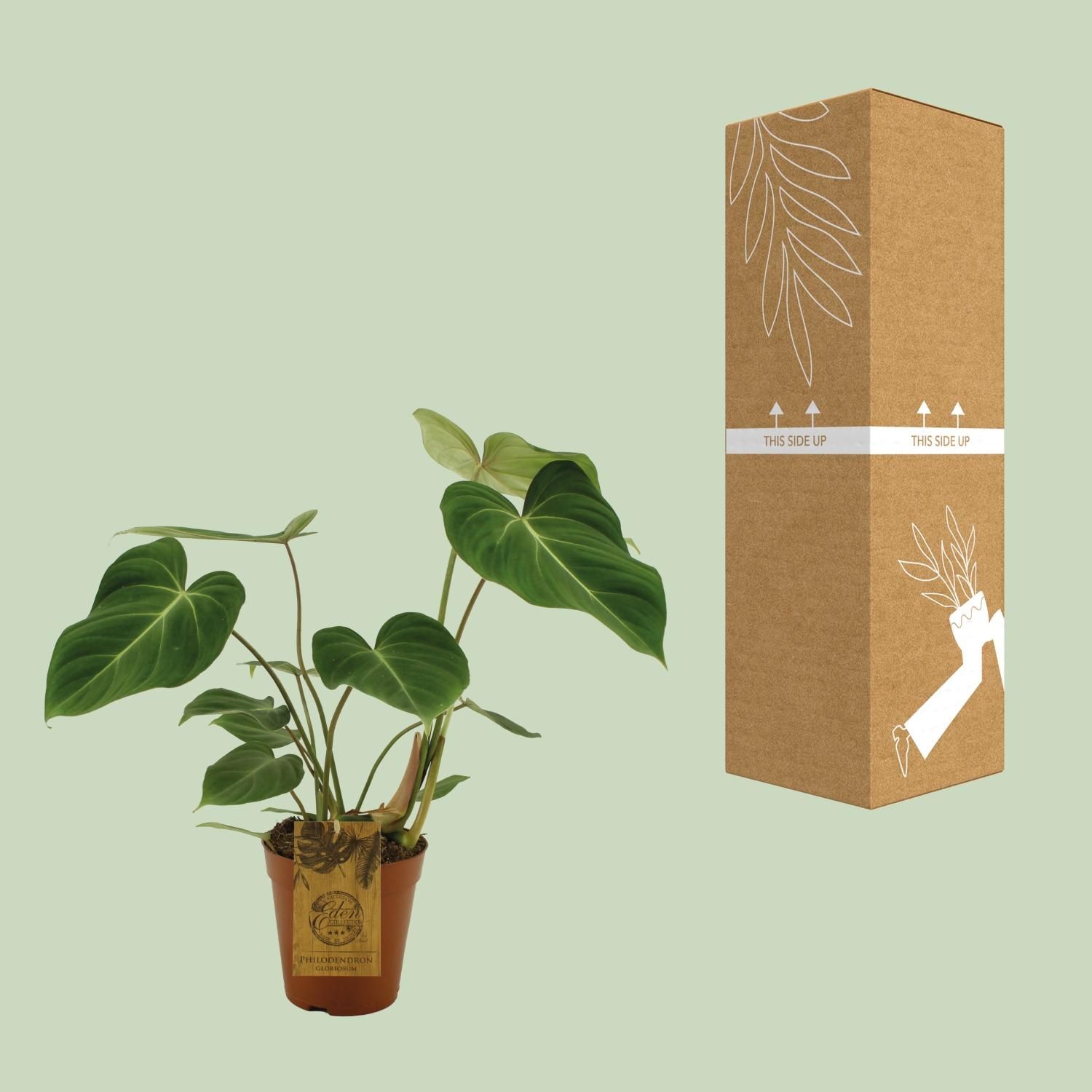 Philodendron Gloriosum Zimmerpflanze