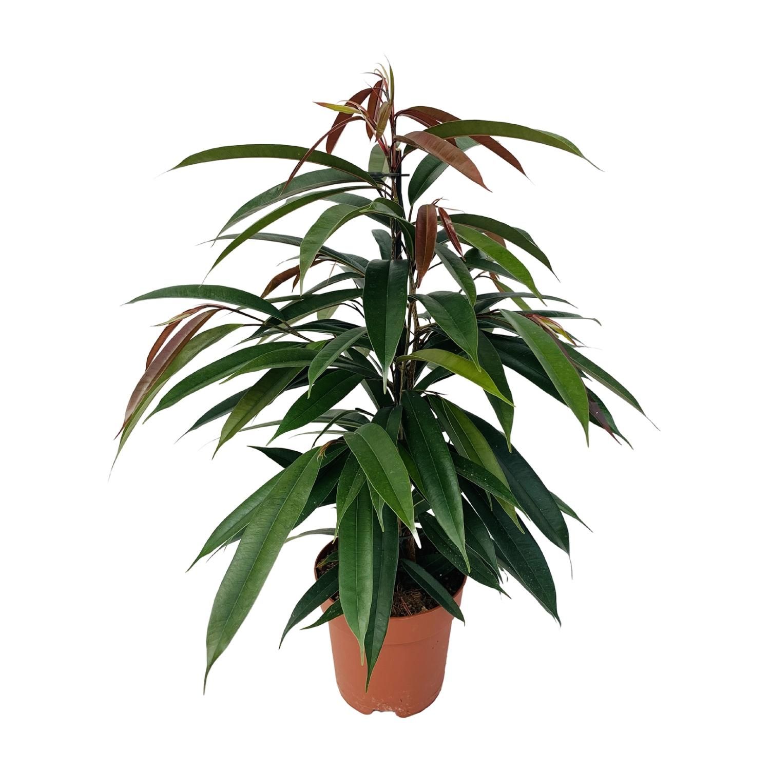 Ficus Binnendijkii 'Amstel King' – Ø17cm Topf – 75cm Höhe