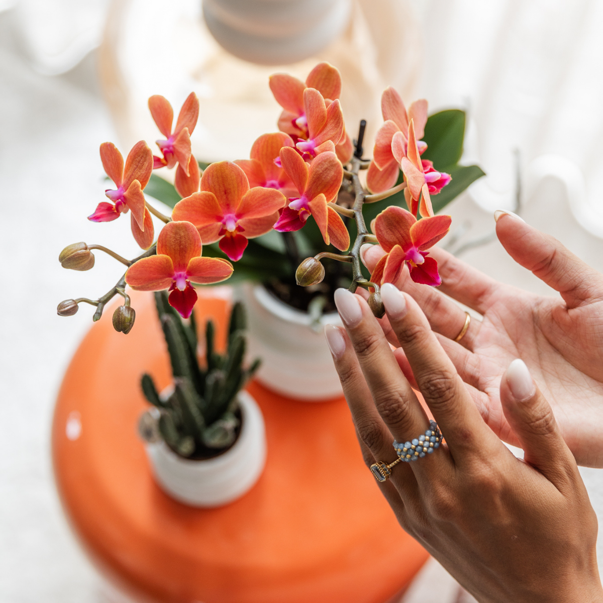 Phalaenopsis Orchideen Set Bolzano Orange