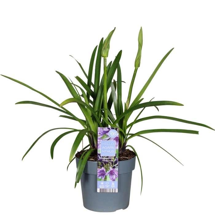 Agapanthus Poppin Purple mit intensiven lila Blüten