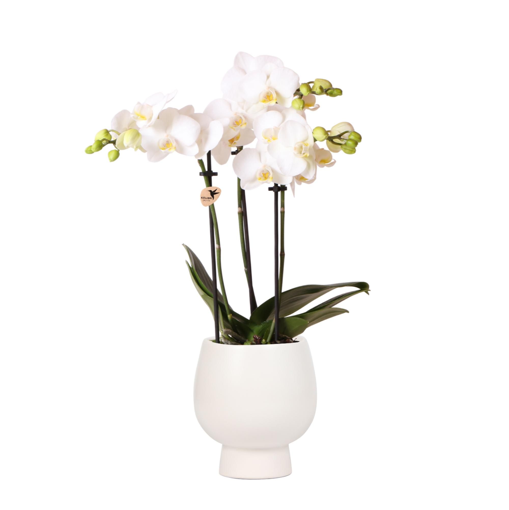 Weiße Phalaenopsis Orchidee mit Scandic Ziertopf