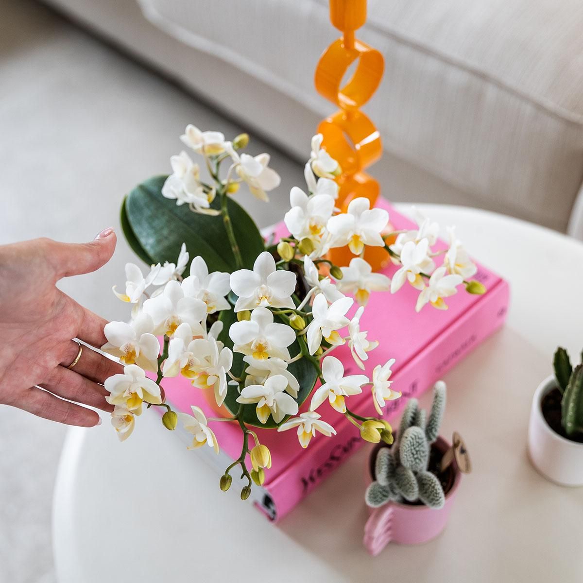 Nazaré Orchidee und Crassula Hobbit Sukkulenten-Set im orangefarbenen Fish-Übertopf