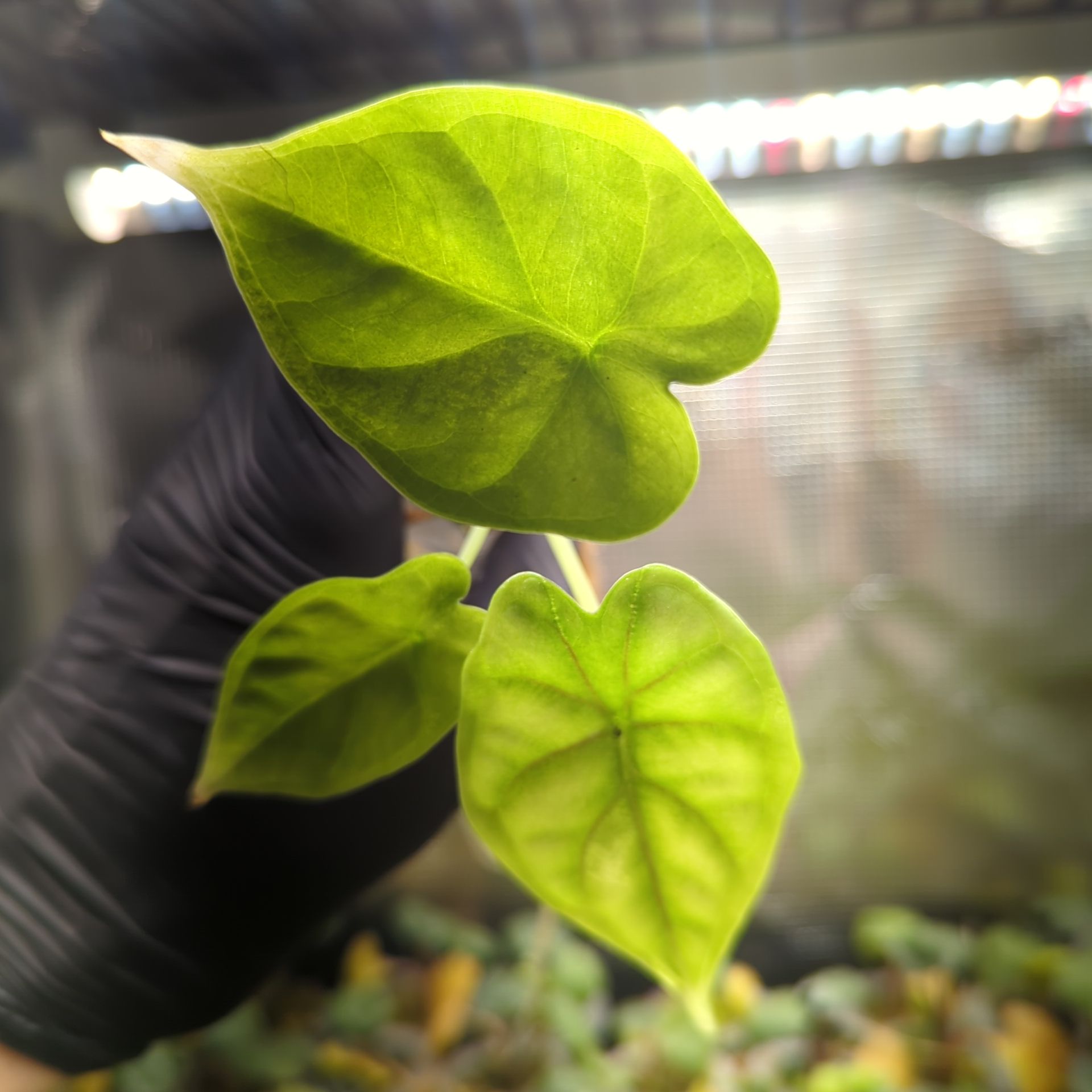 Baby Alocasia baginda Dragon Scale + selbstbewässernder Übertopf