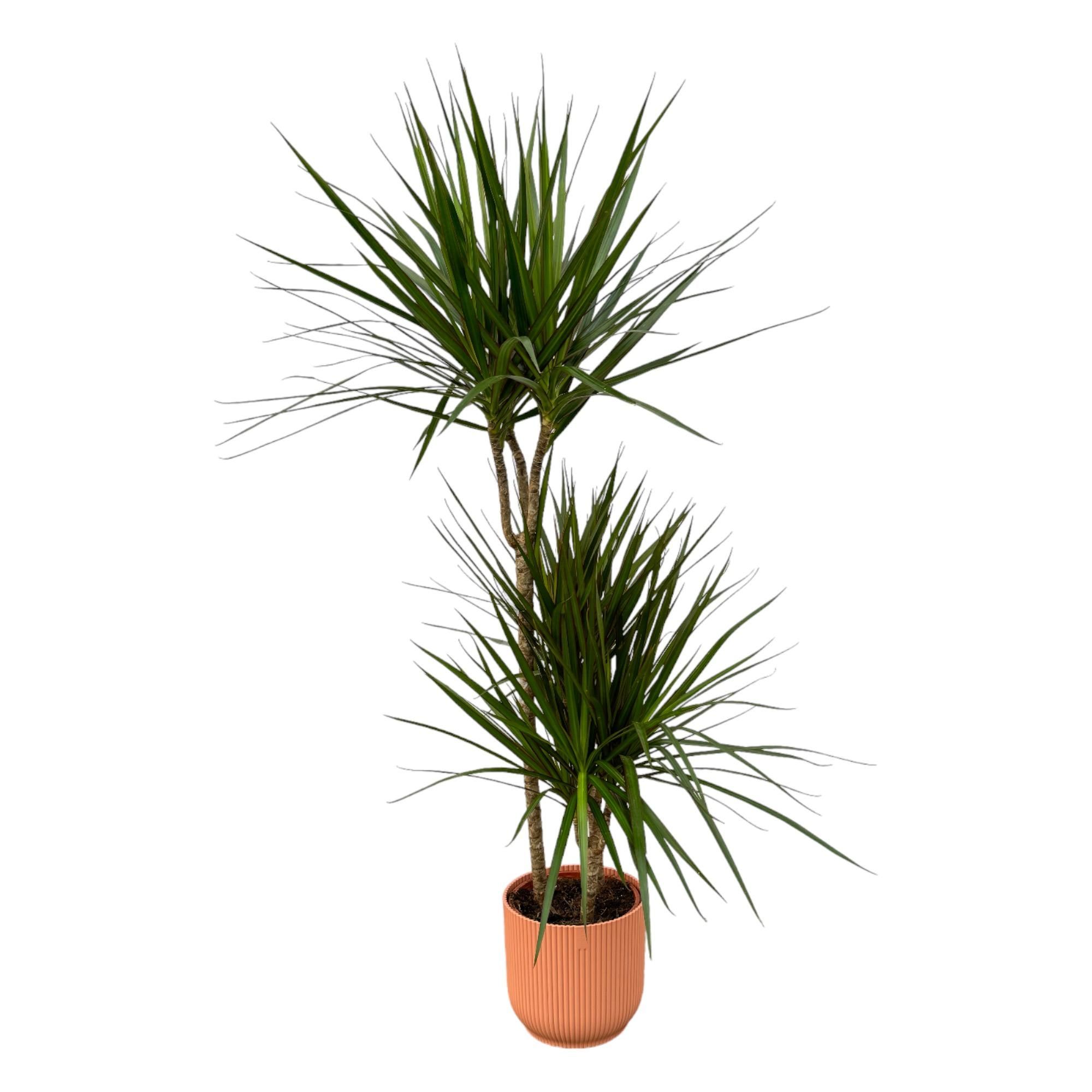 Dracaena Marginata Elegante Zimmerpflanze im Topf