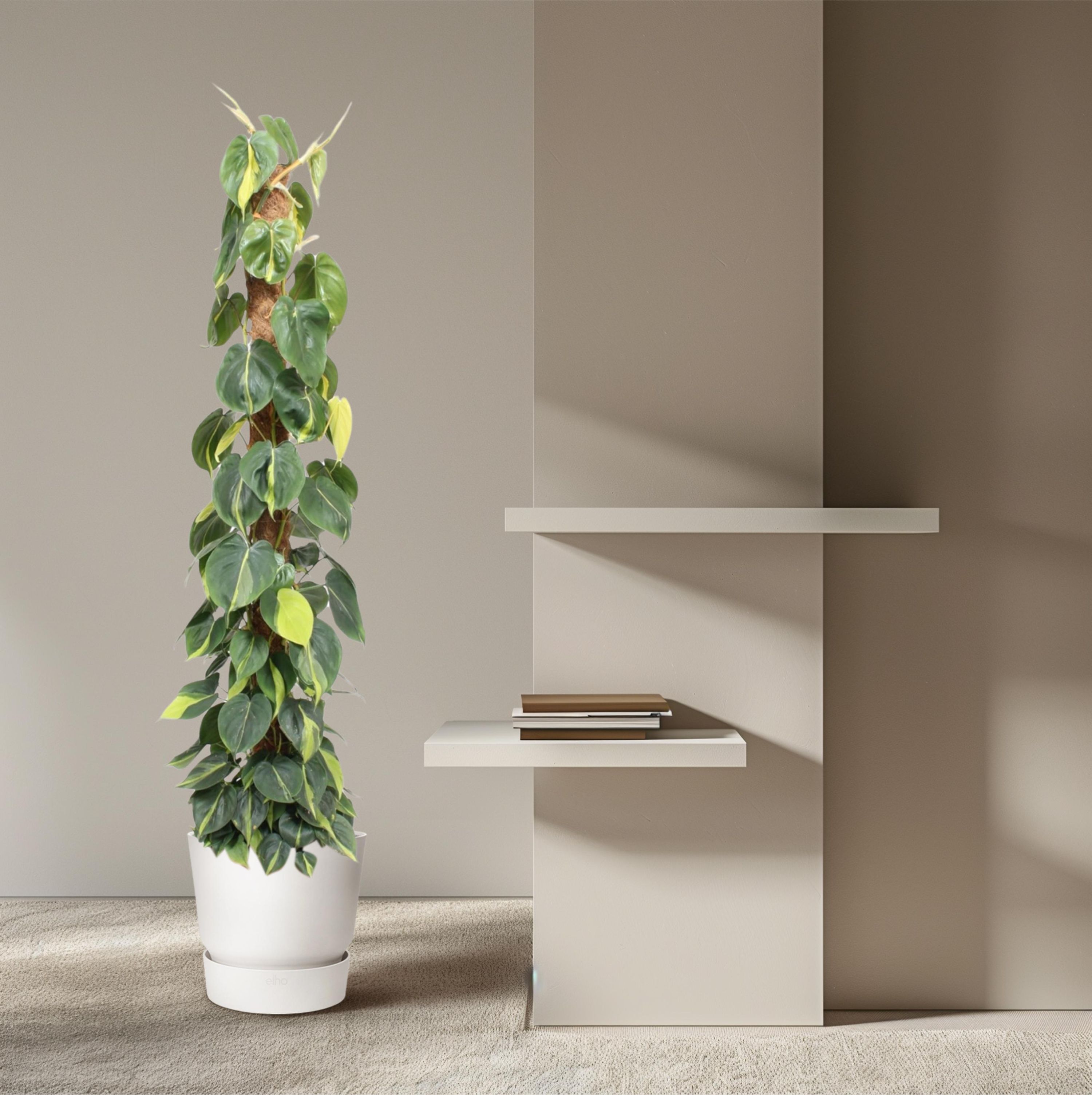 Philodendron Scandens Brasil Mosstok Zimmerpflanze