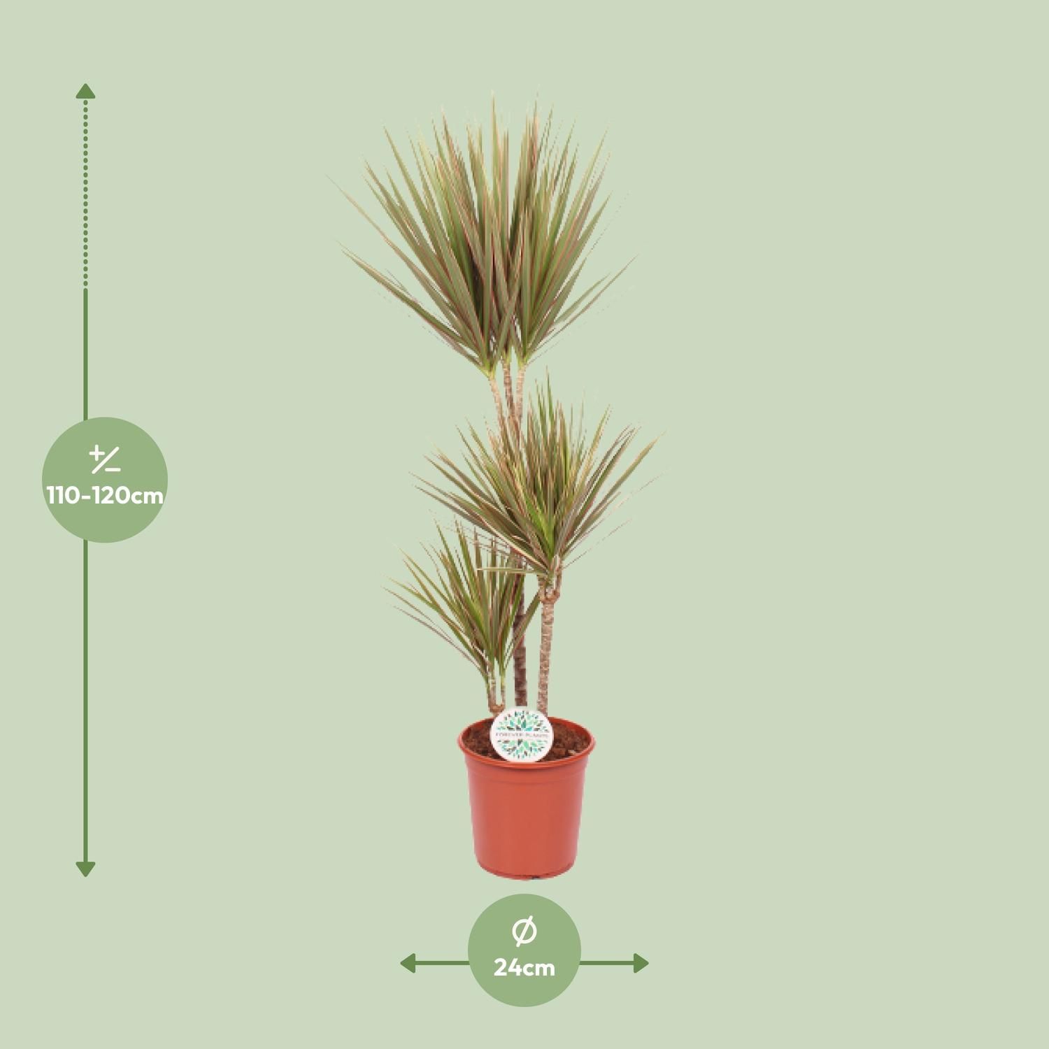 Dracaena Bicolor – Exotischer Drachenbaum für hellen Innenraum