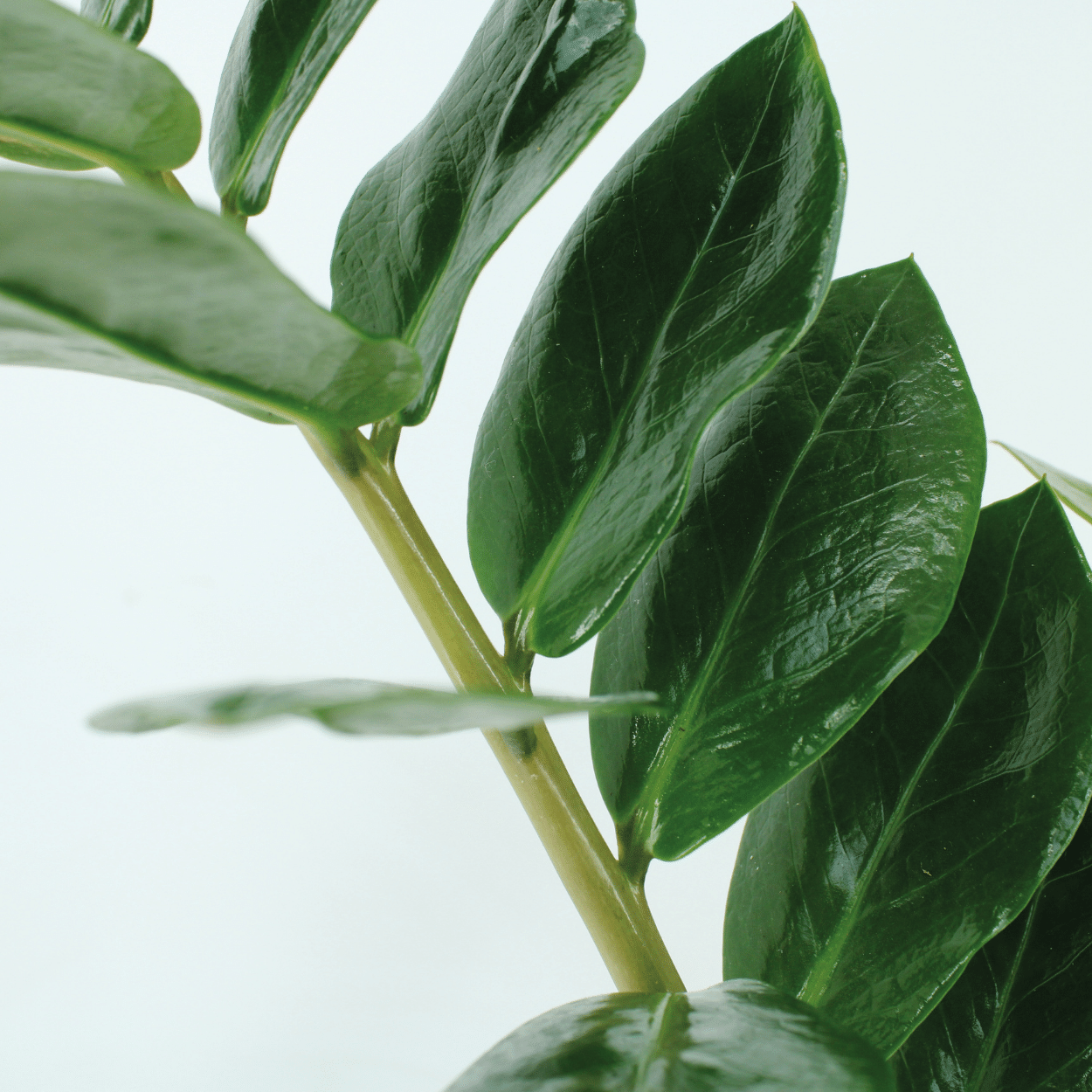 Zamioculcas Zimmerpflanze Smaragdpalme