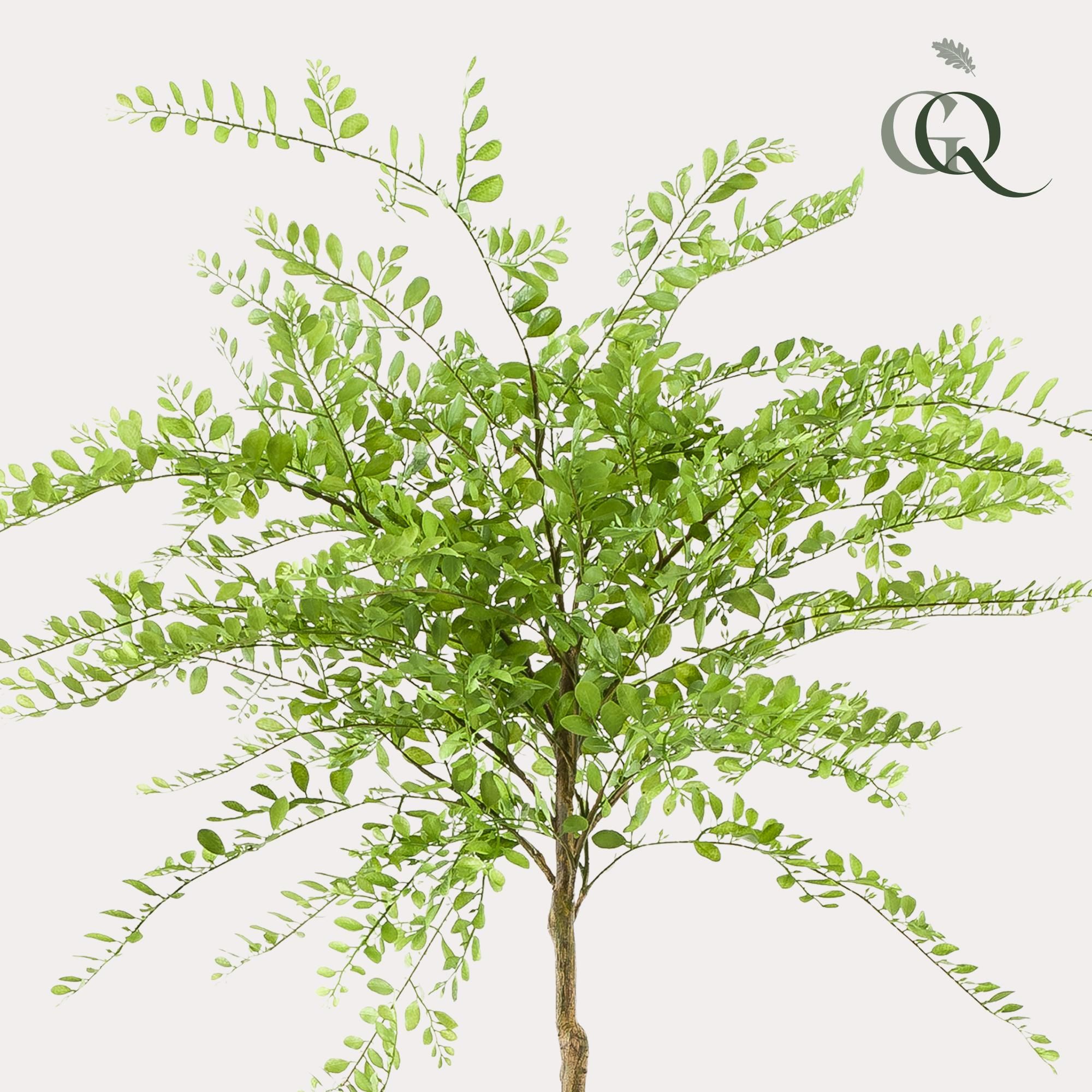 Sophora Baum Kunstpflanze 190cm – Hohe Qualität