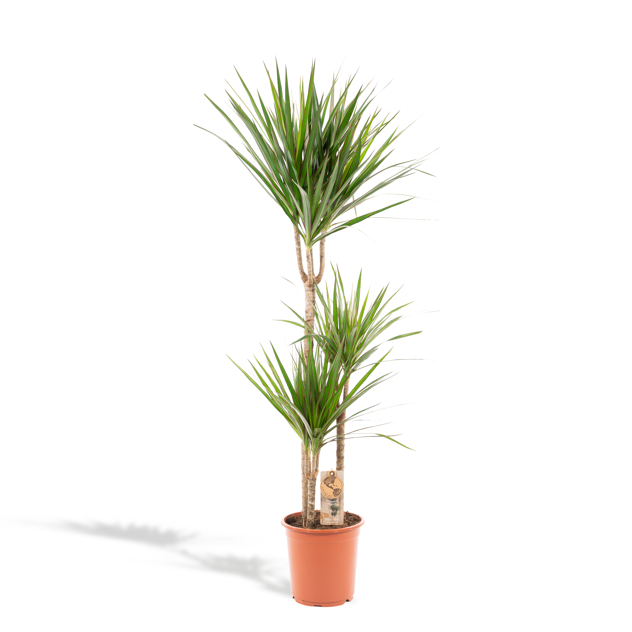 Dracaena Marginata Drachenbaum Zimmerpflanze