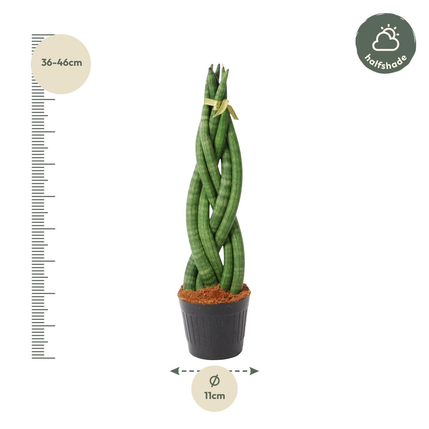 Sansevieria cylindrica Bogenhanf Twist