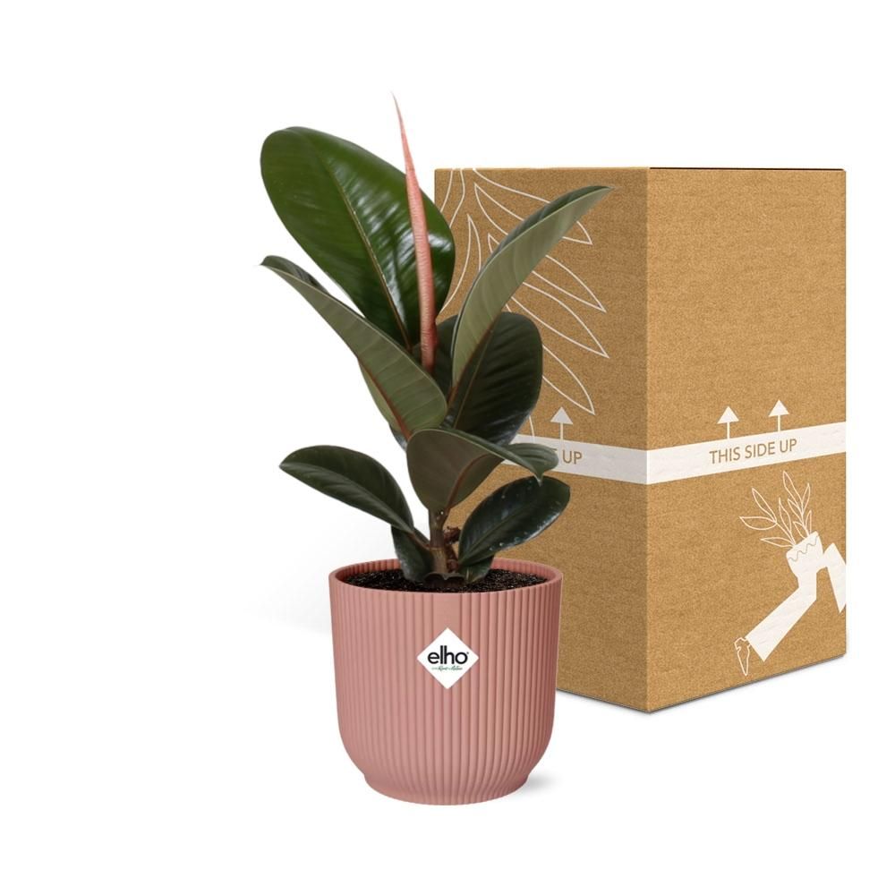Ficus Elastica Robusta Zimmerpflanze in ELHO Vibes Fold Topf