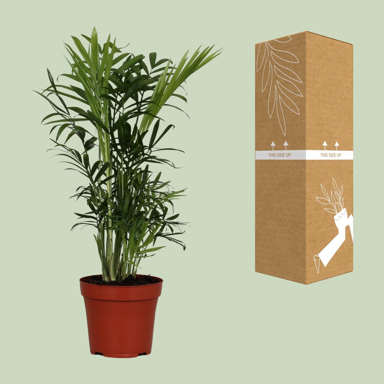 Zwergbergpalme Chamaedorea Elegans – Pflegeleichte Zimmerpflanze mit Tropischem Flair