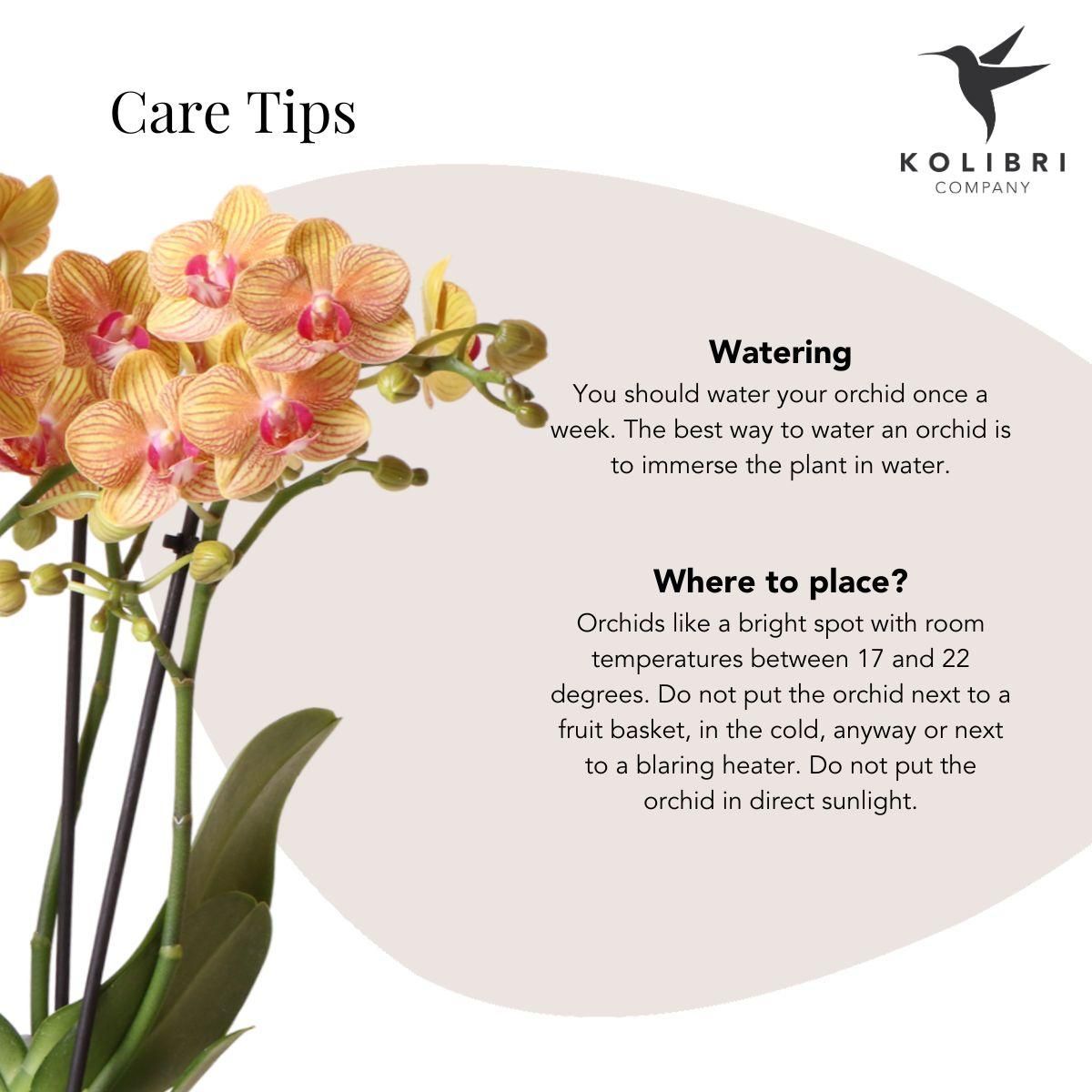 Geschenkset Optimismus kleiner Pfirsich – Grünpflanze & orange Phalaenopsis – Candy Töpfe & weißes Tablett