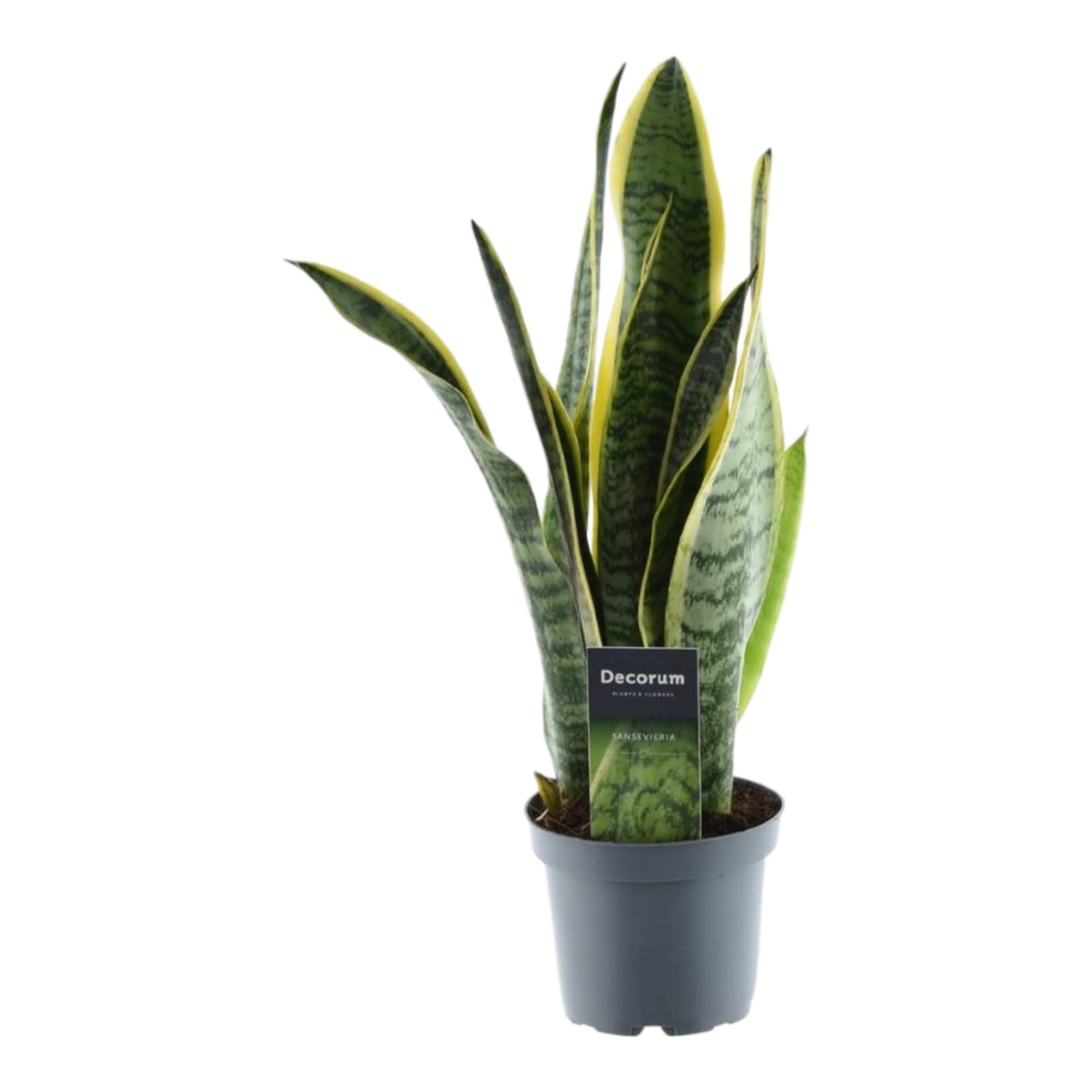 Sansevieria Laurentii Bogenhanf in elegantem Topf