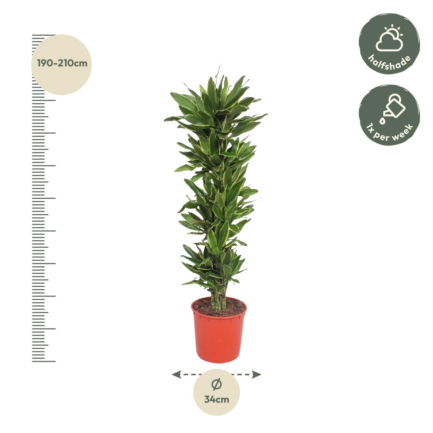 Dracaena Golden Coast Zimmerpflanze