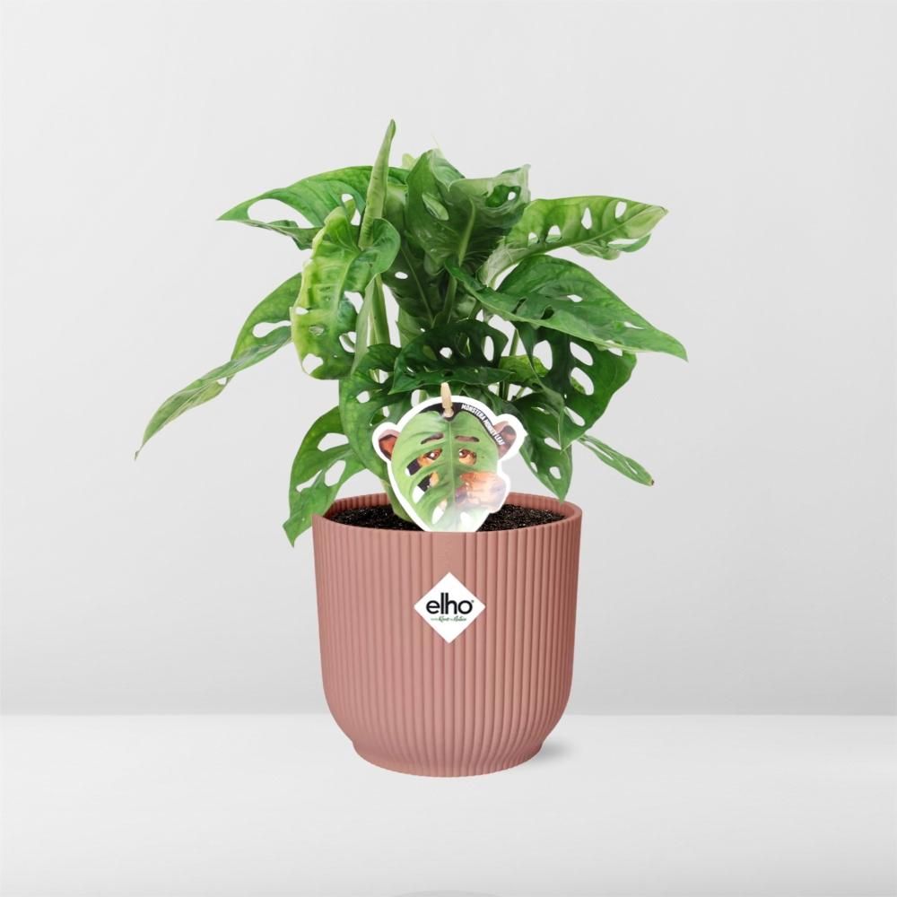 Monstera Monkey Leaf Zimmerpflanze