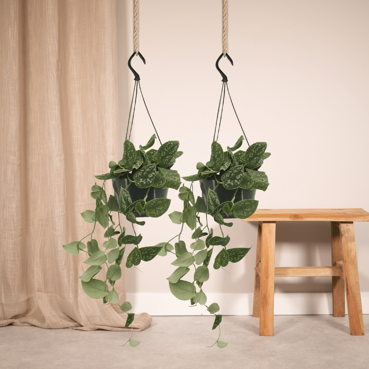 Scindapsus Pictus Zimmerpflanze