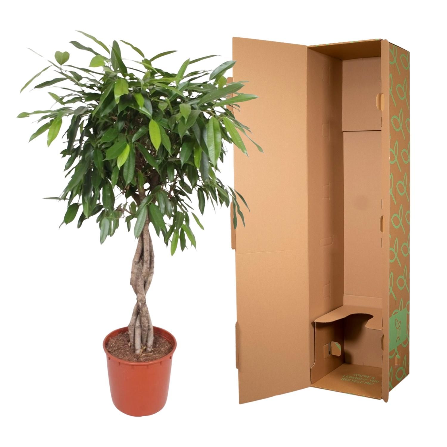 Ficus Amstel King mit geflochtenem Stamm