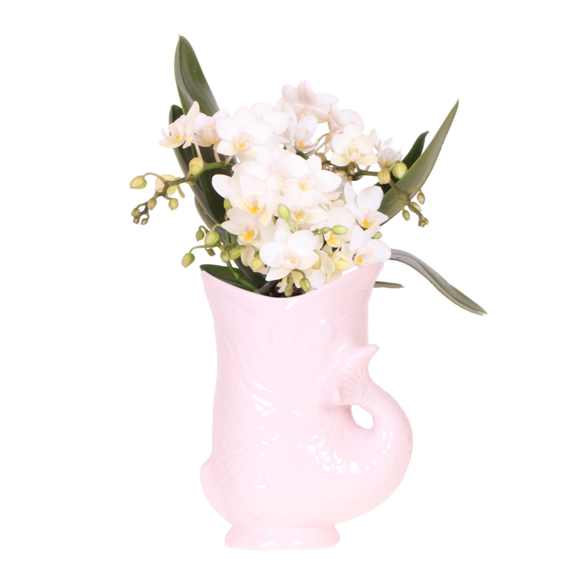 Weiße Orchidee Nazaré – Blühende Zimmerpflanze – Rosa Fischtopf 9cm