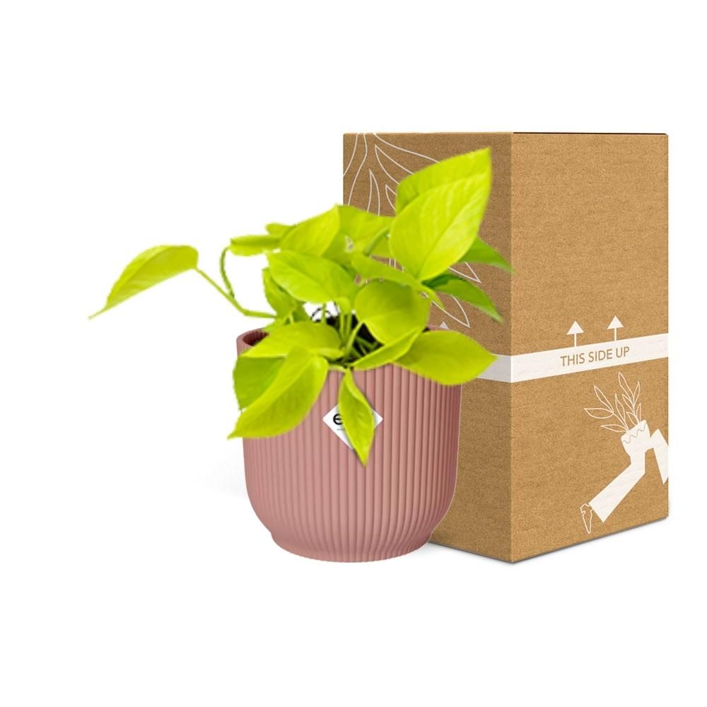 Goldener Efeutute Epipremnum Pinnatum in ELHO Vibes Fold Topf
