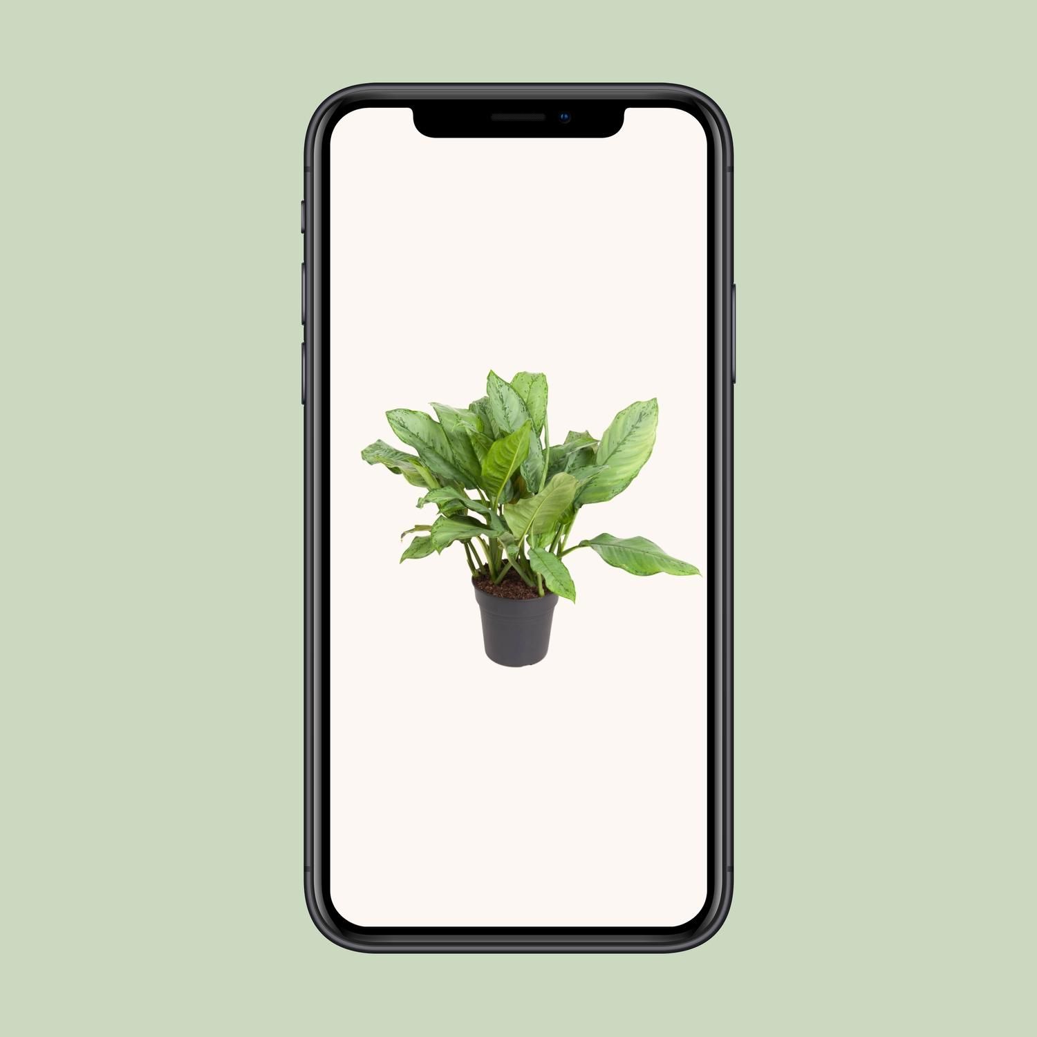 Aglaonema Zimmerpflanze mit eleganten Blättern