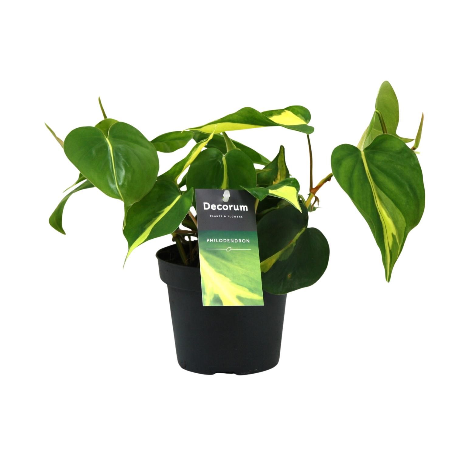 Philodendron Brasil Scandens Premium Zimmerpflanze