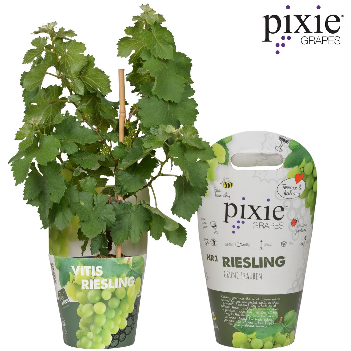 Vitis Pixie Riesling Zwergtraube