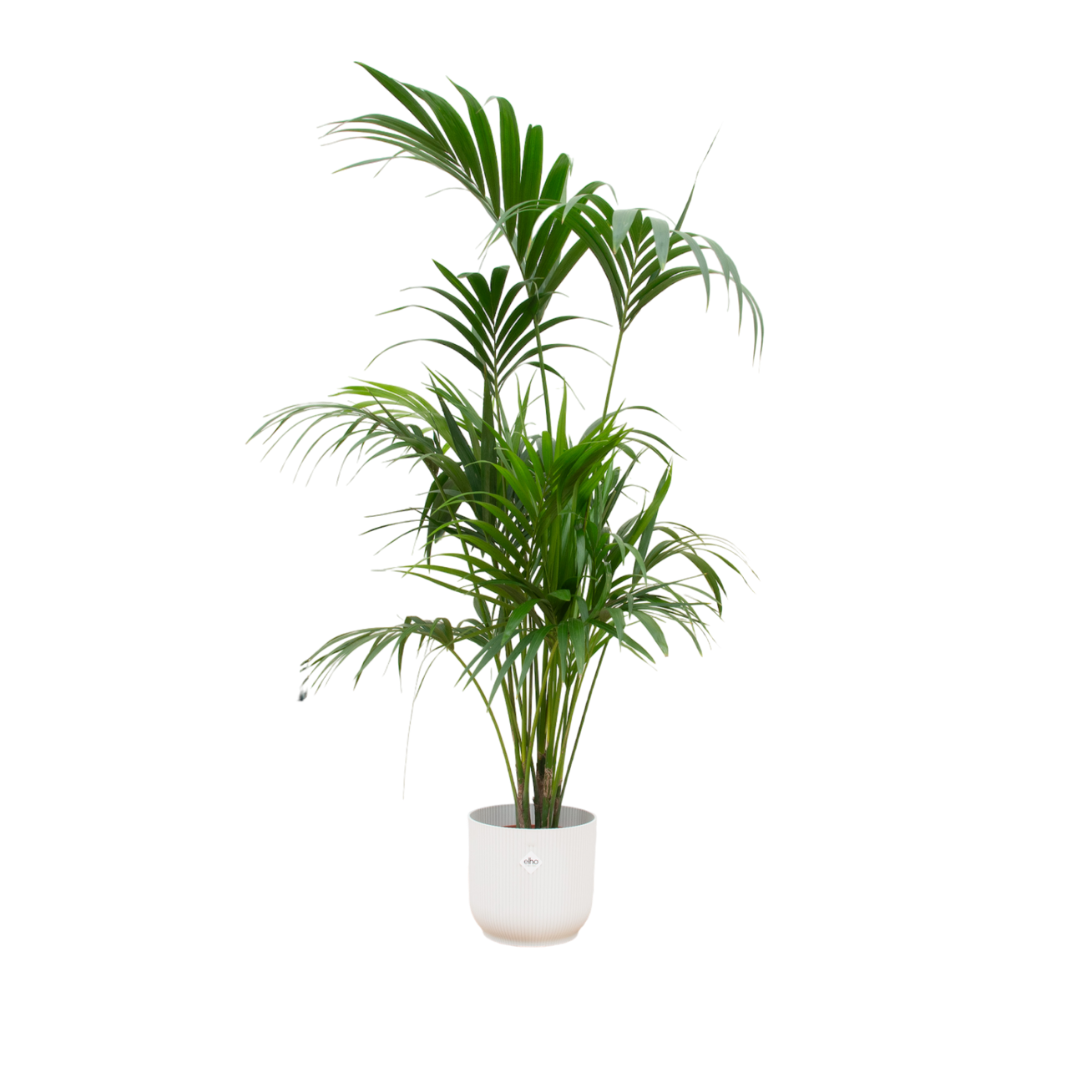 Kentia Palme im Übertopf Vibes Fold Round
