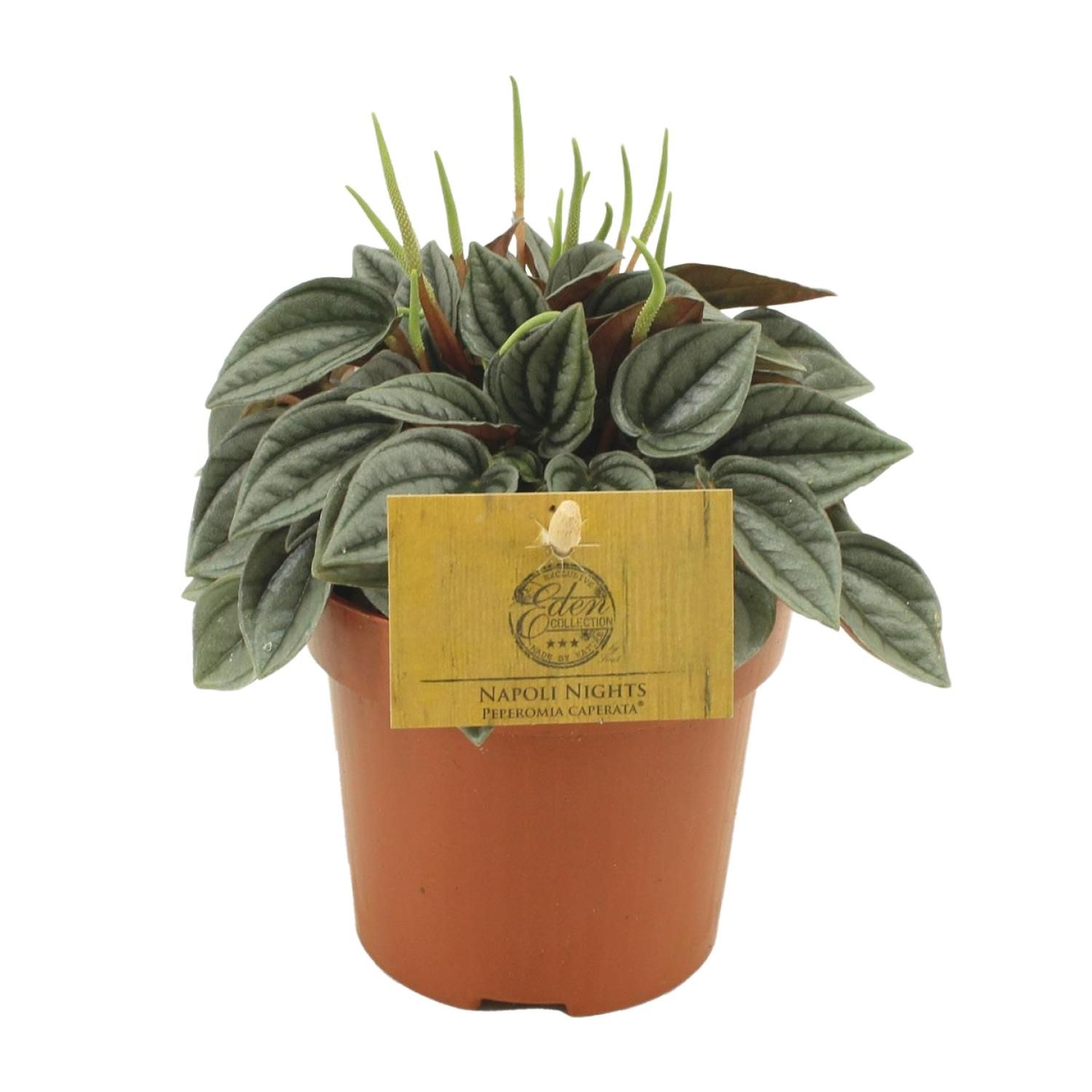Peperomia Napoli Nights – Ø10,5cm – ↕15cm